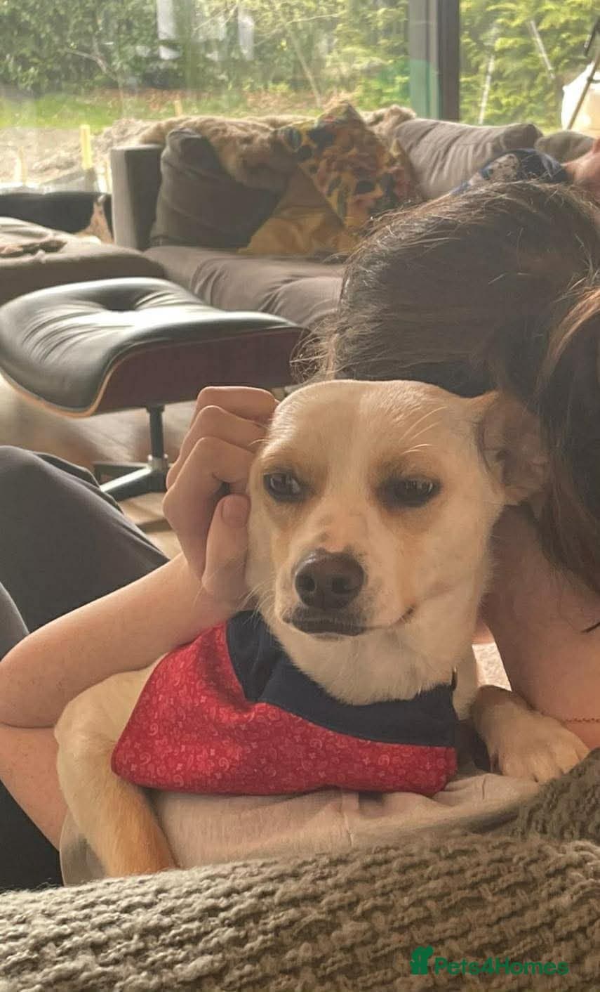 Alfy — Mixed Breed