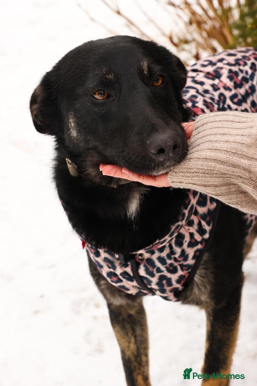 ️MILLA❤️11 month, calm, thoughtful girl photo 8