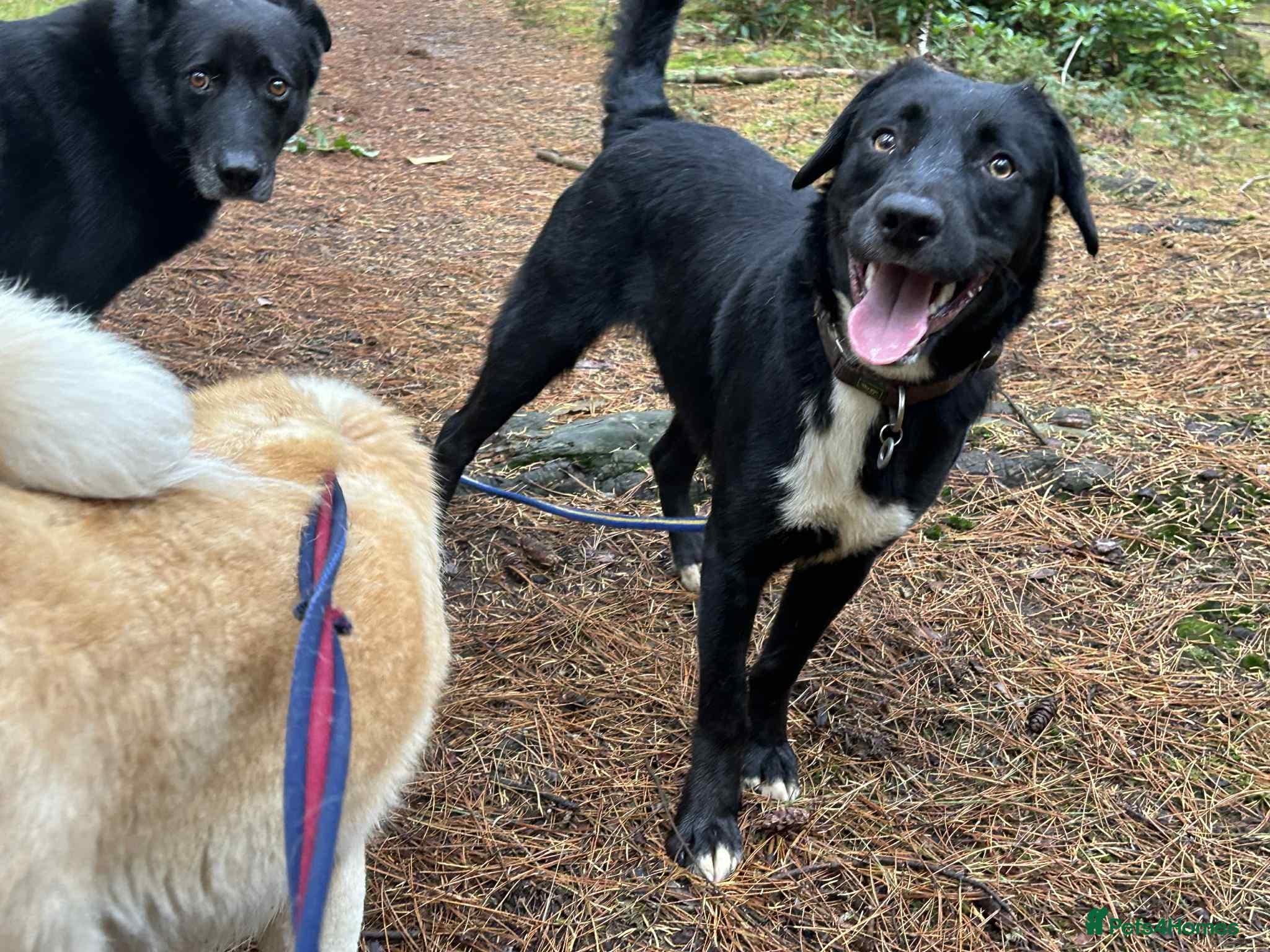 Barney - Norwich norfolk photo 36