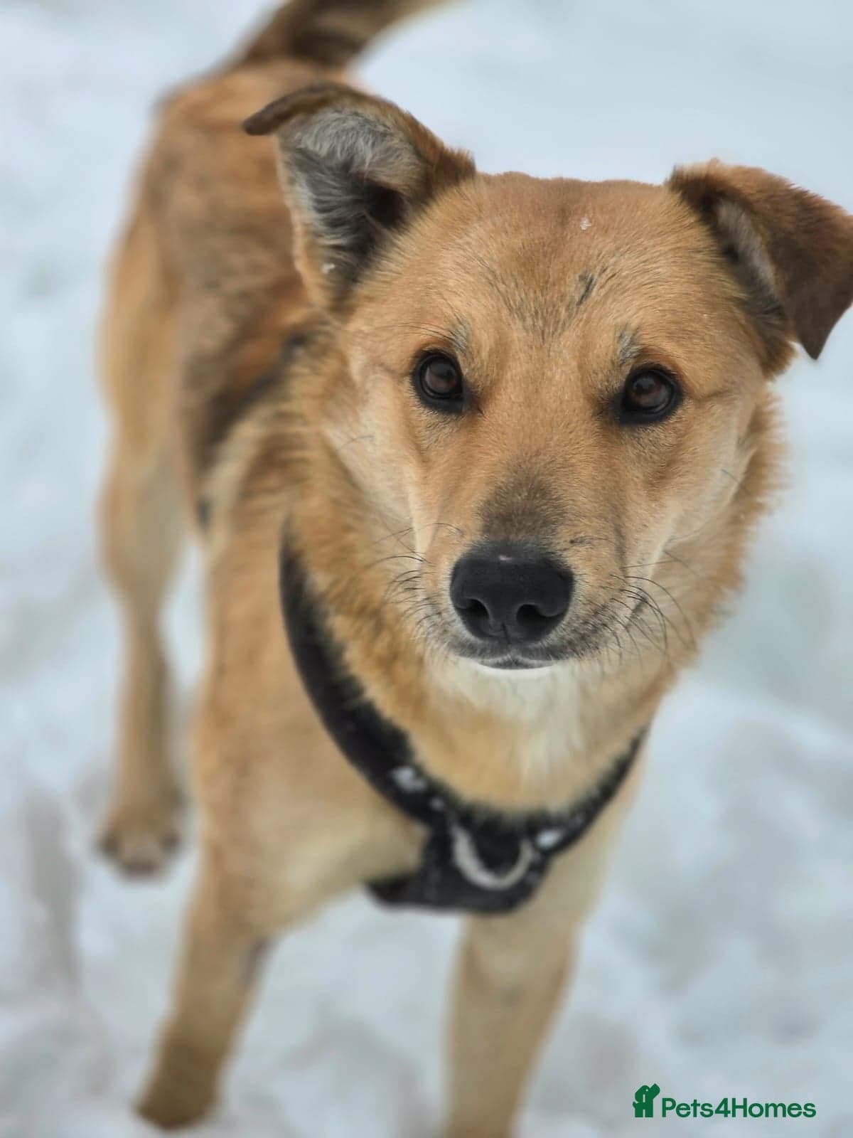 Cactus (yanik) β Mixed Breed