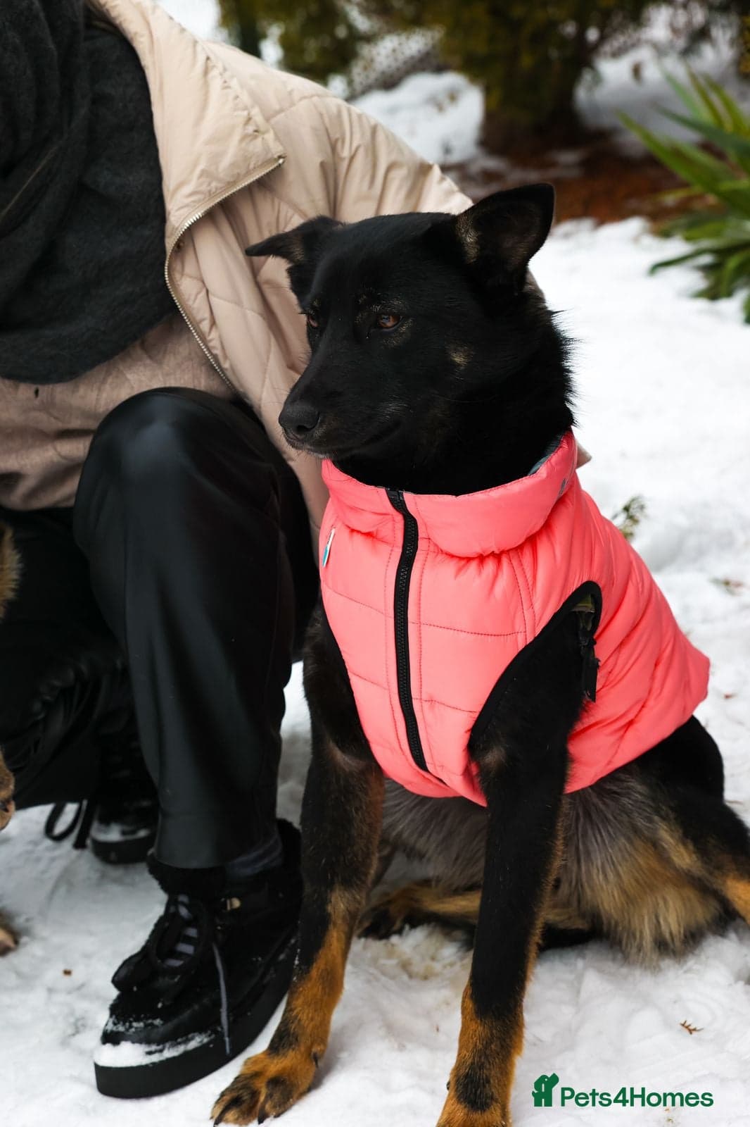 ️ADELE❤️11-month lower-medium soft natured girl photo 11