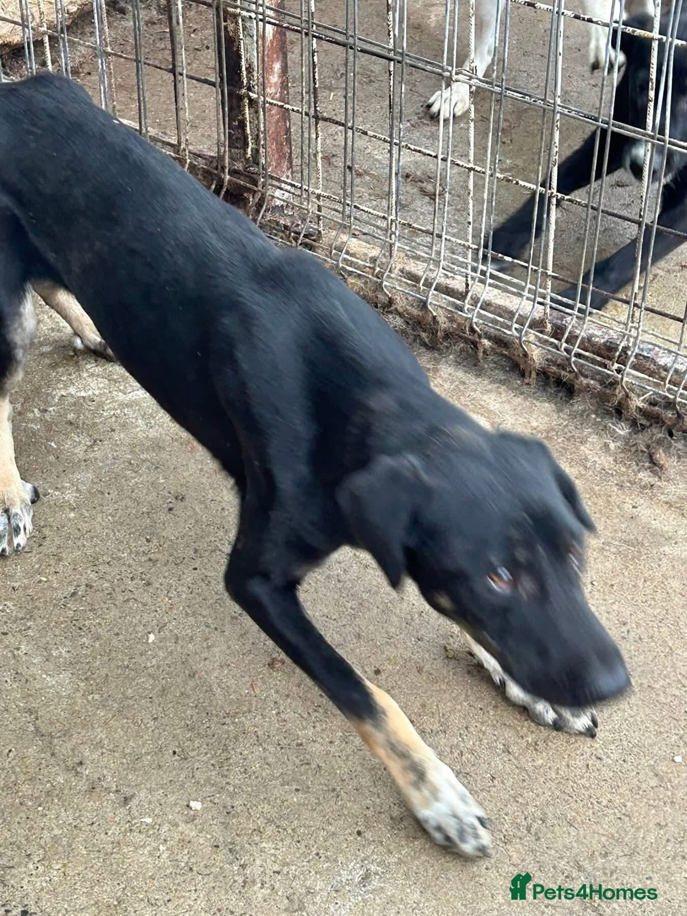 Whiskey. Norwich Norfolk photo 12