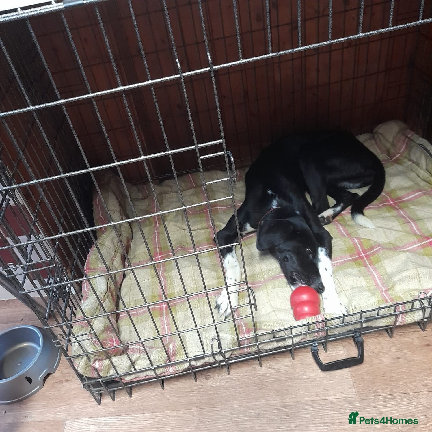 Nora for adoption in cornwall/devon photo 2