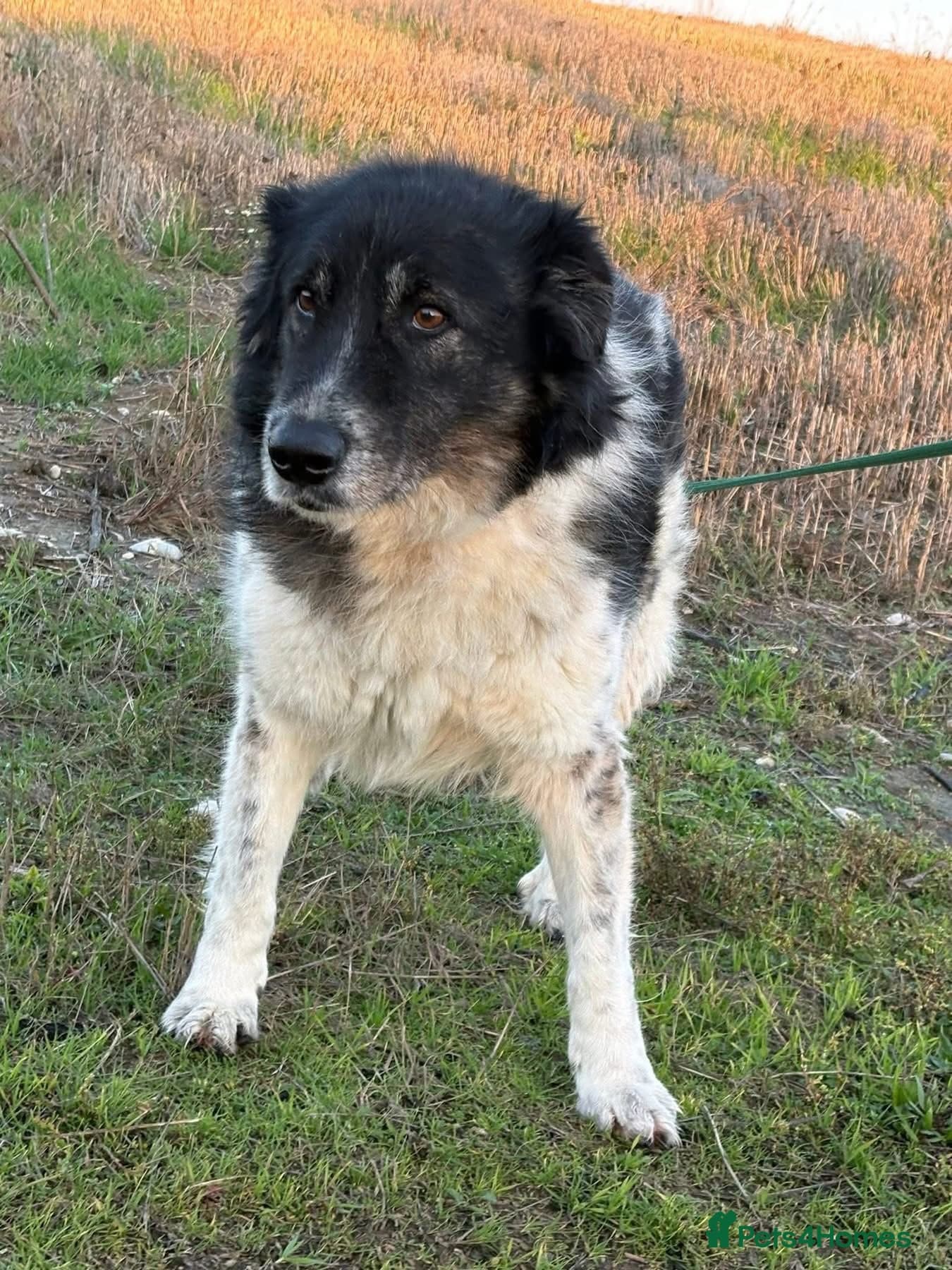 Freya - Norwich Norfolk photo 5