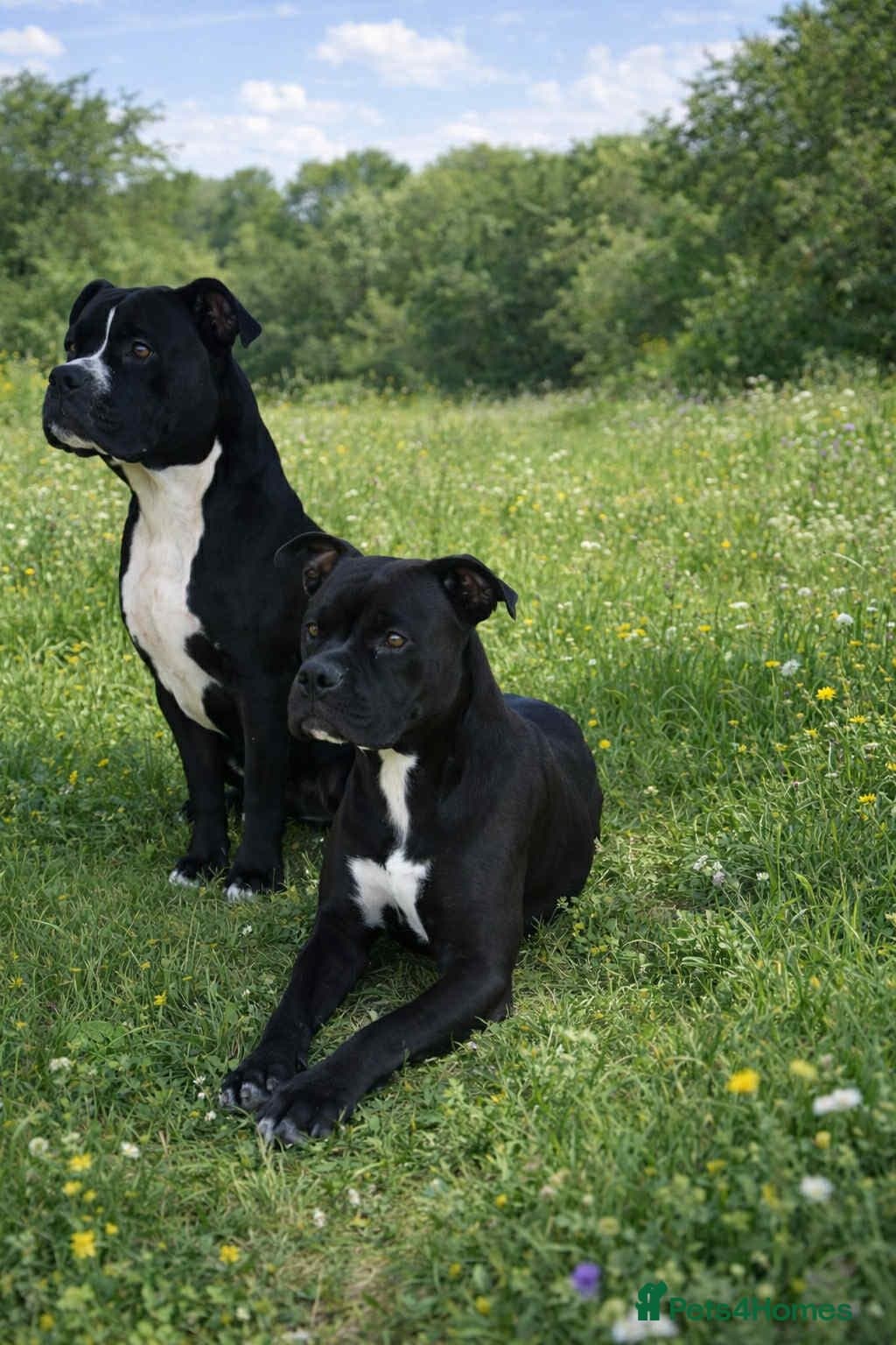 ๏ธ๐จURGENT๐จโผ๏ธ Bili & Bola ๐๐พ โ Mixed Breed