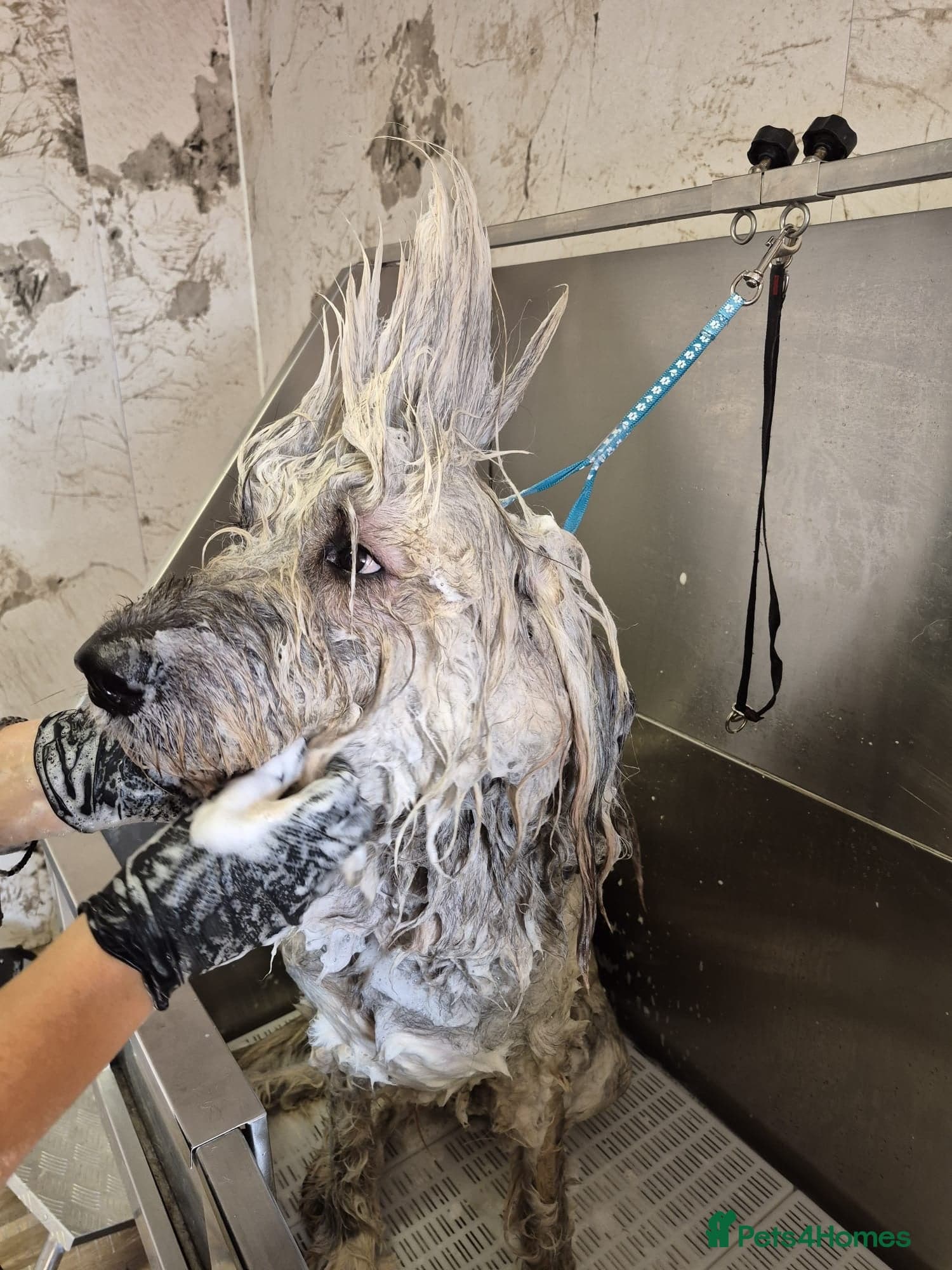 Oscar - our bear boyπ photo 15