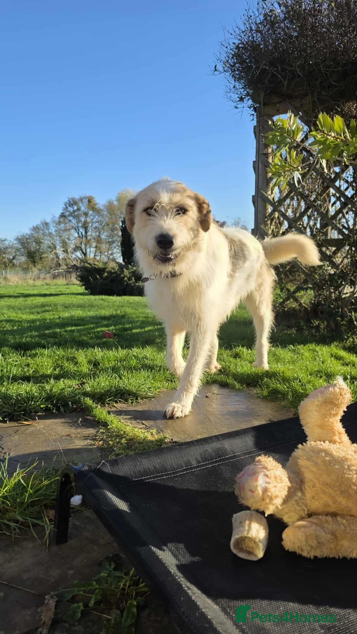 Hershey & Harley π still Waiting photo 7