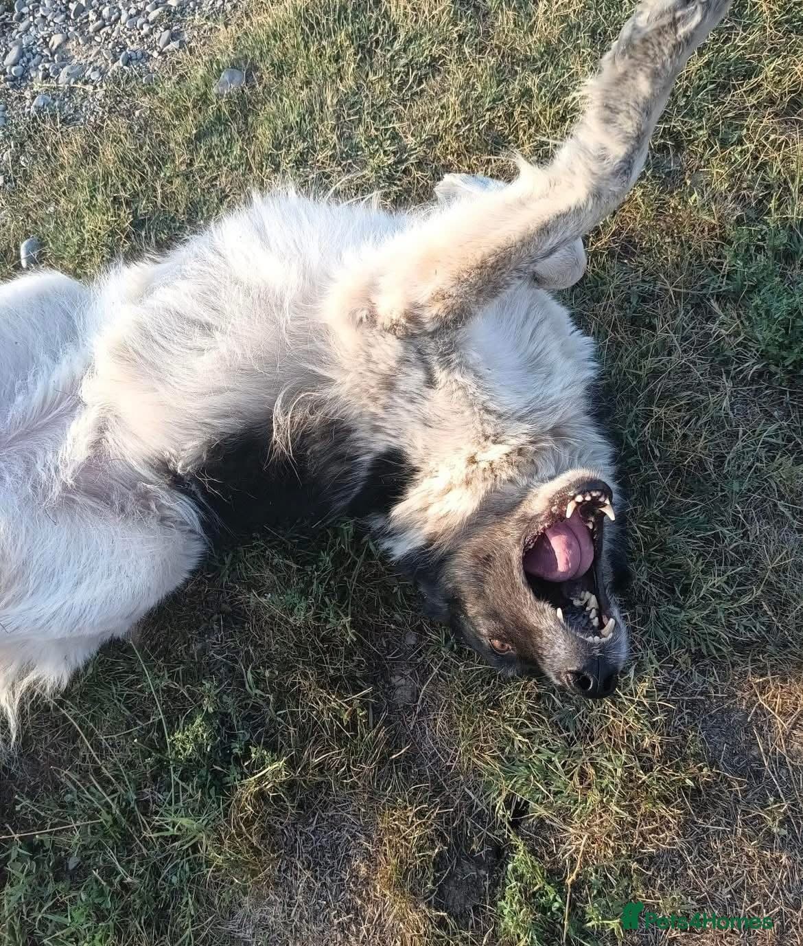 Freya - Norwich Norfolk β Mixed Breed