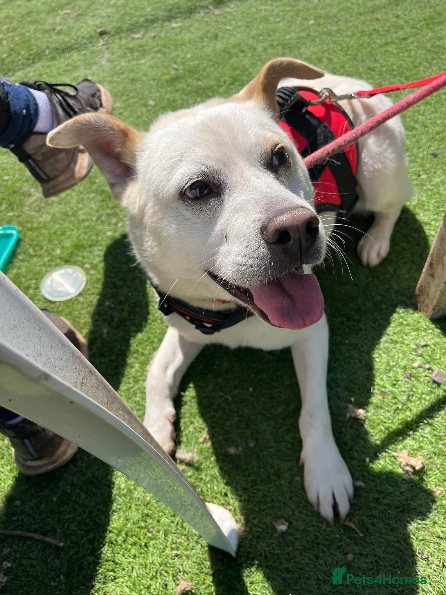 Meet Bear, currently residing in Cheshire photo 8