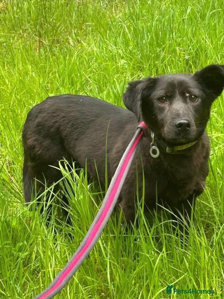 Blossy - Norwich Norfolk photo 3