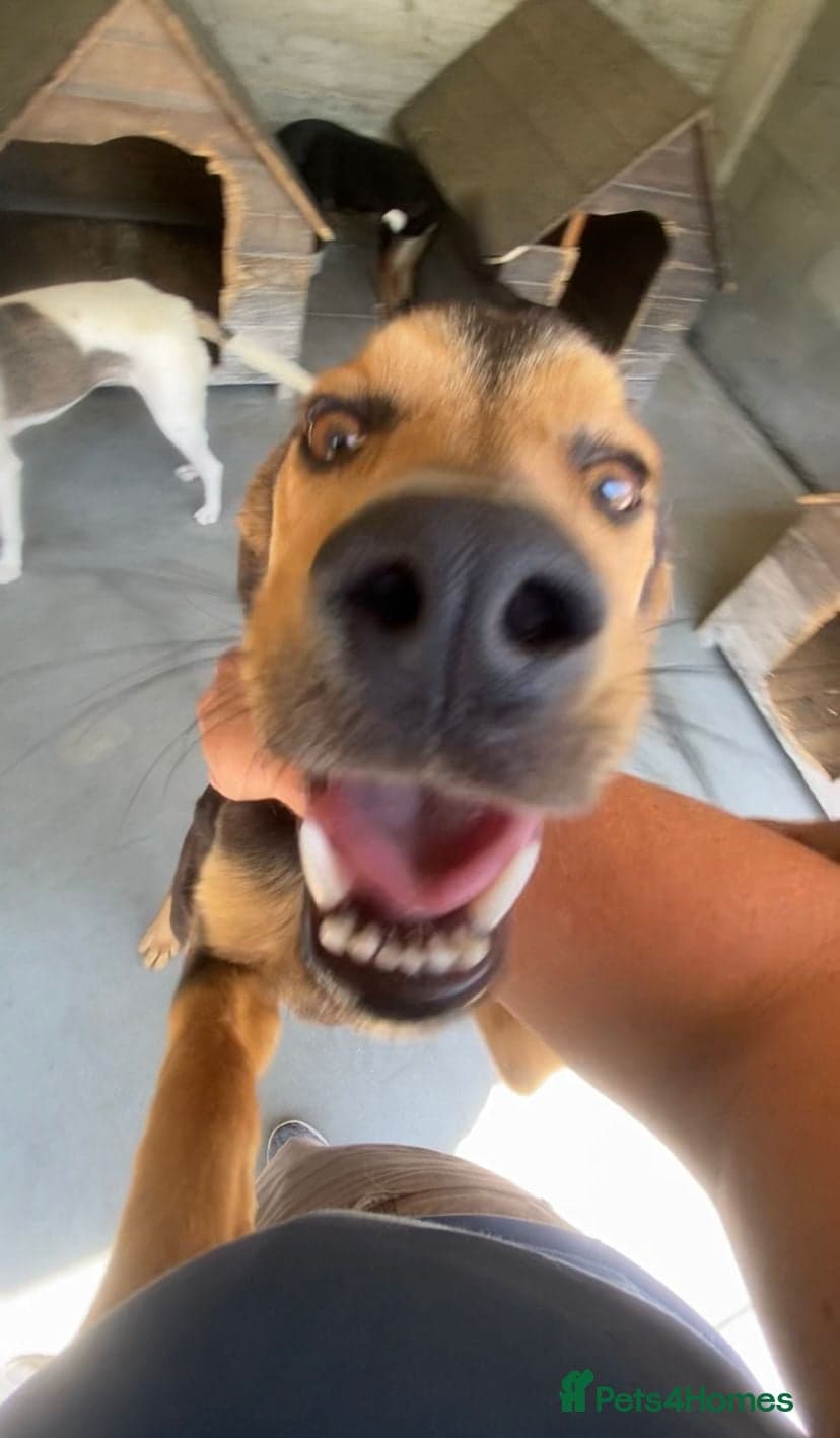 Murphy, 1-2 yrs old. photo 7