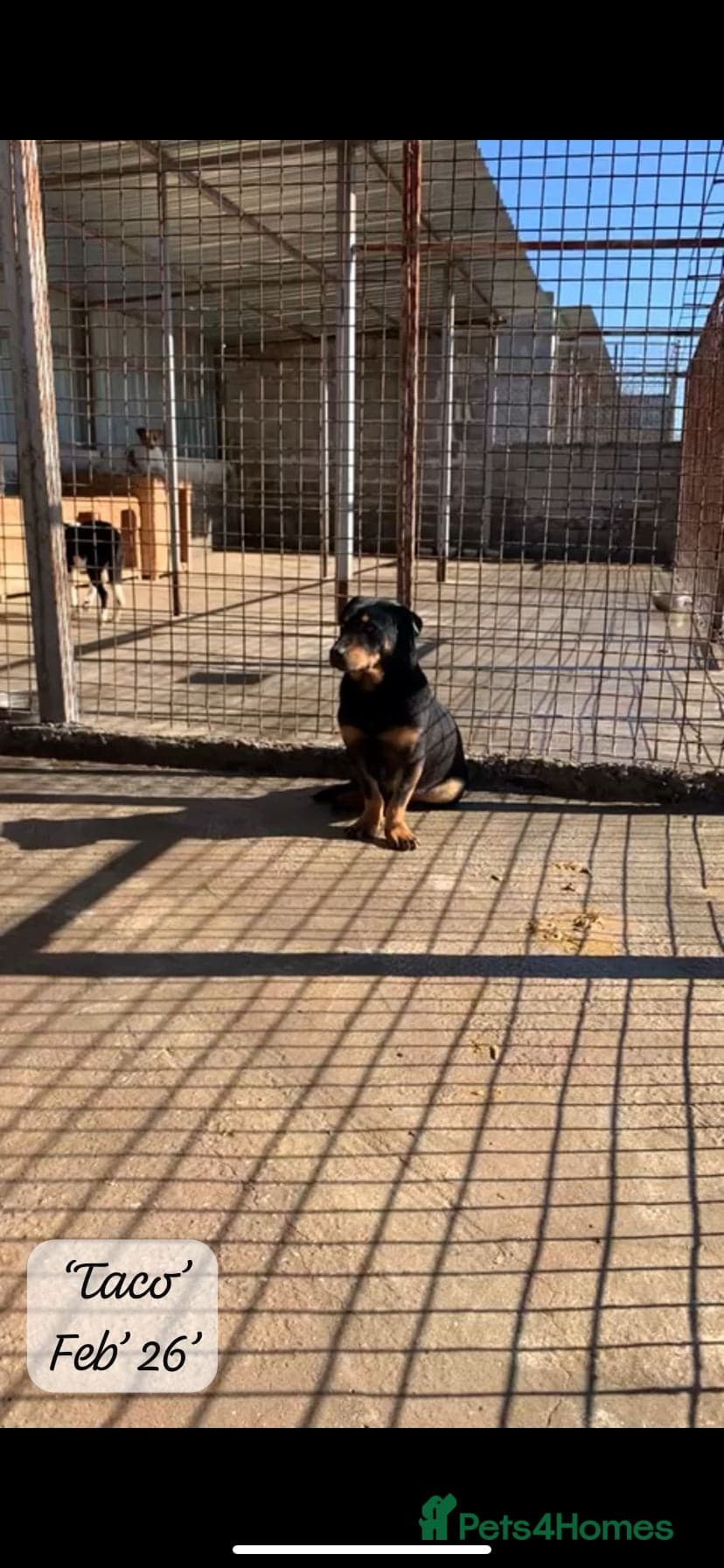 Taco, 10-12 months old. photo 14