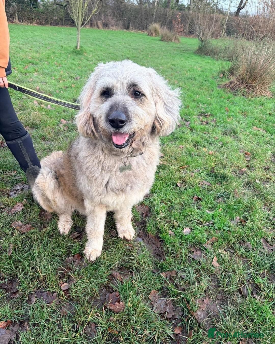 Oscar - our bear boyπ photo 8