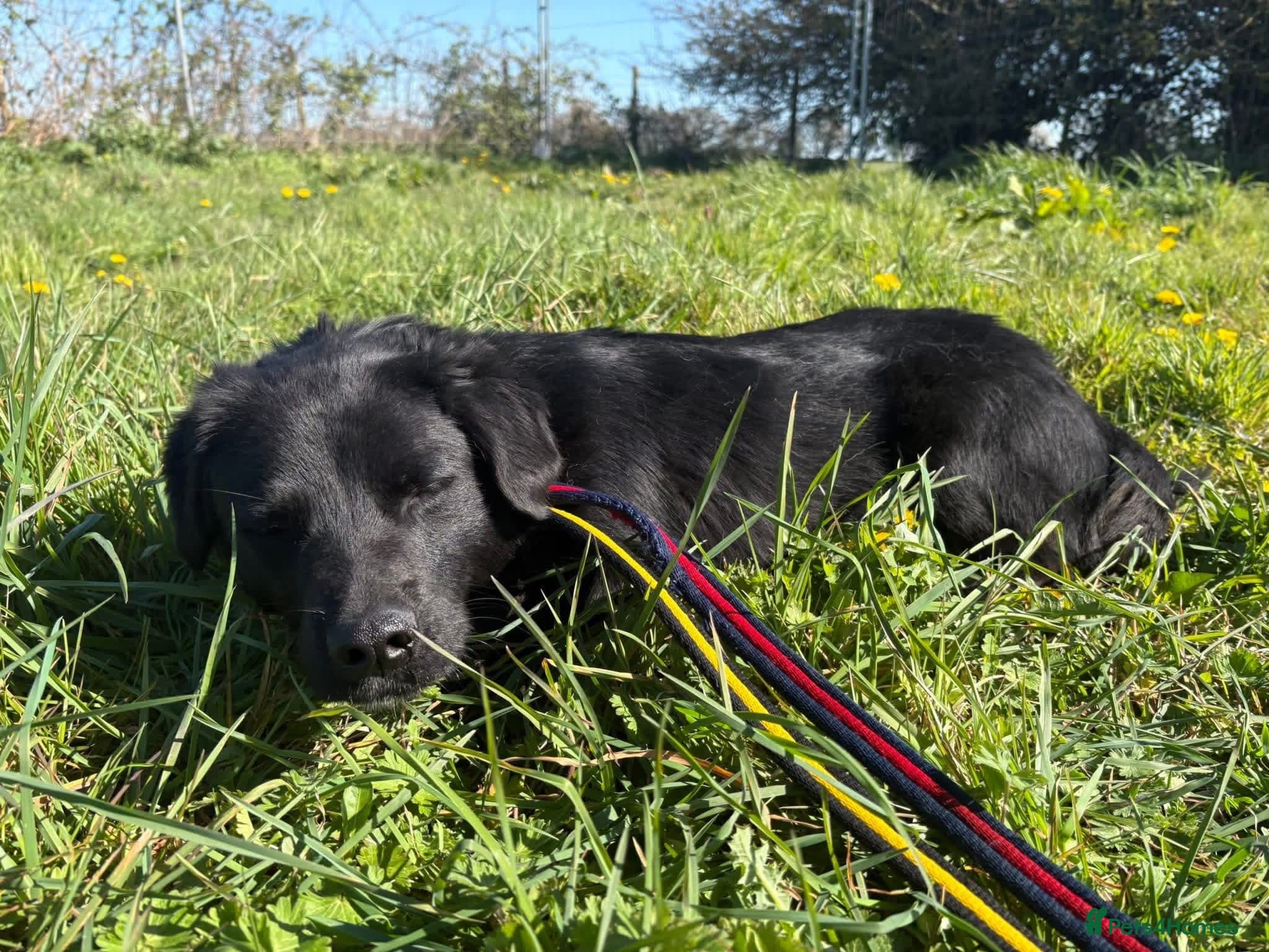 Dante - Norwich Norfolk photo 9