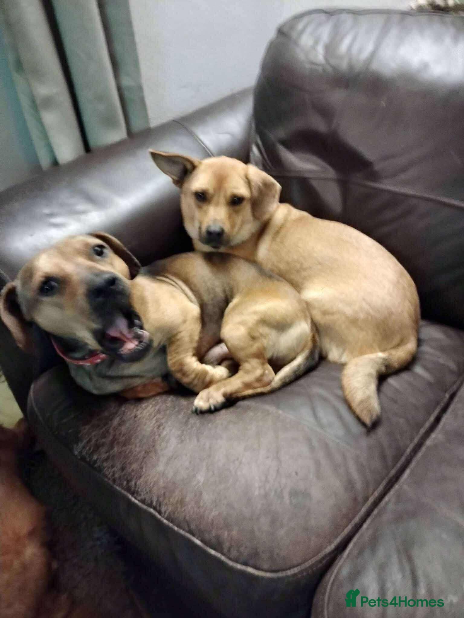 Rescue boy Noodle photo 9