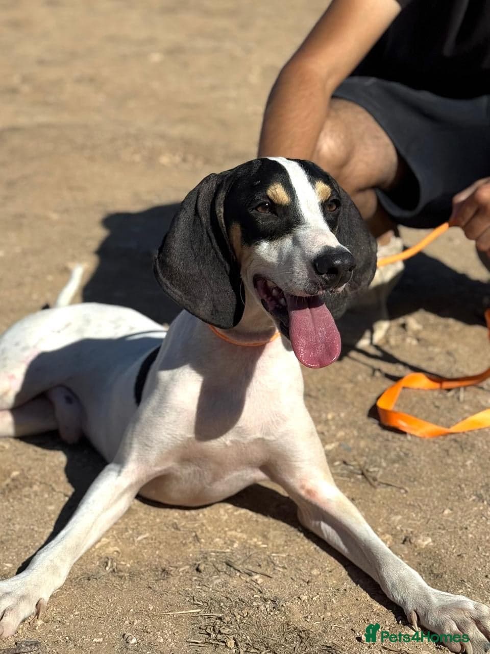 Mickey — Mixed Breed