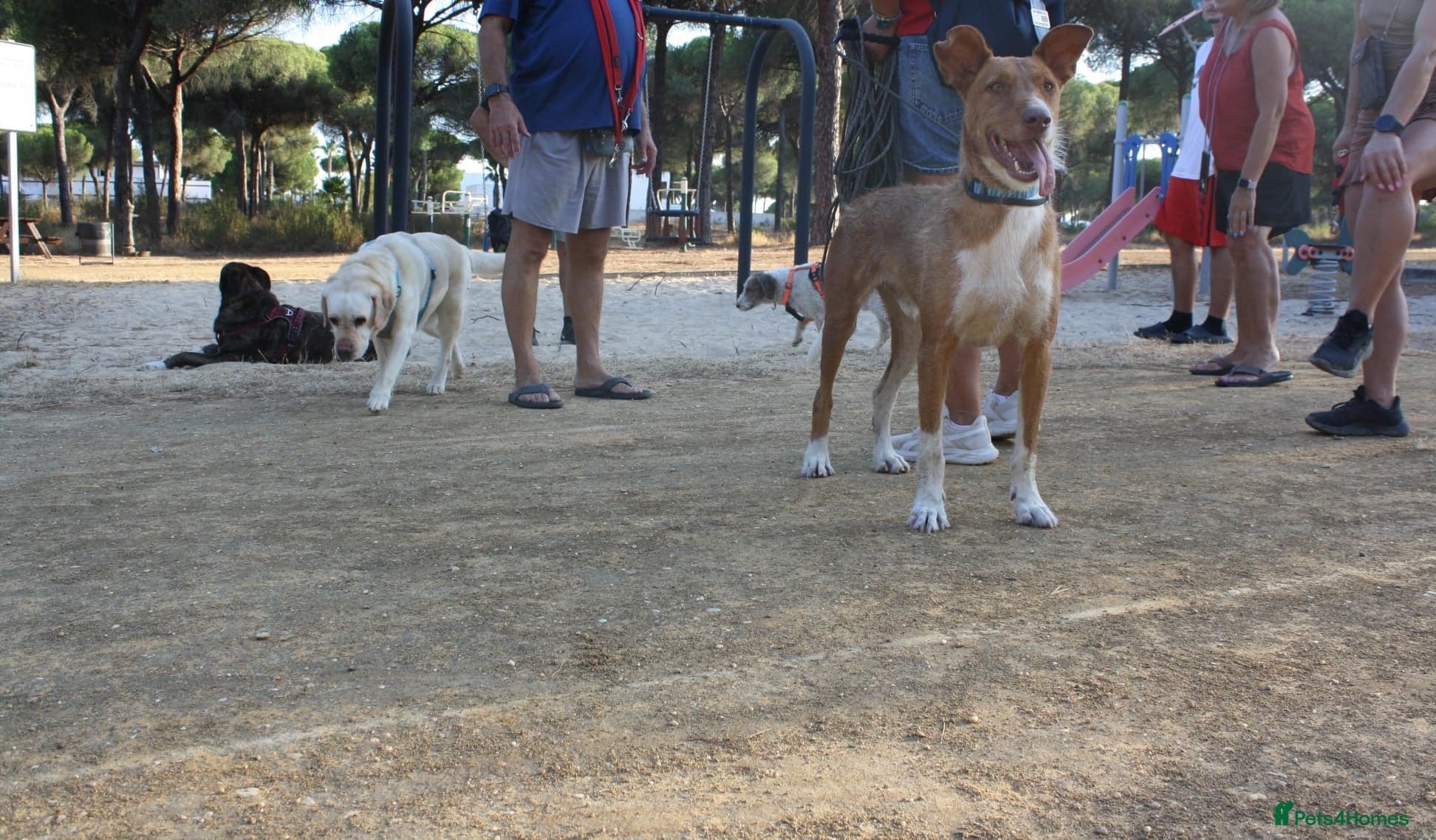 Years waiting - forgotten dogs photo 6