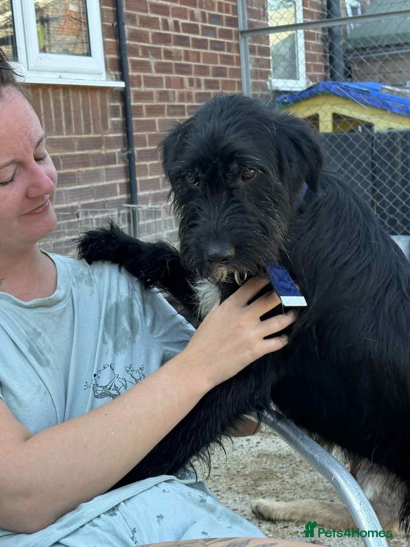 Micky - Norwich Norfolk photo 11