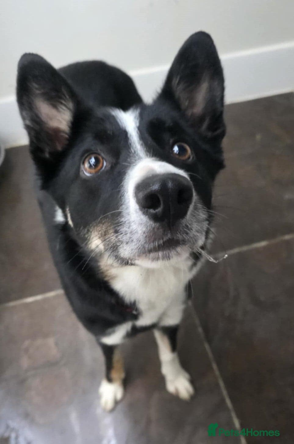 Molly 3yr old Border Collie photo 3