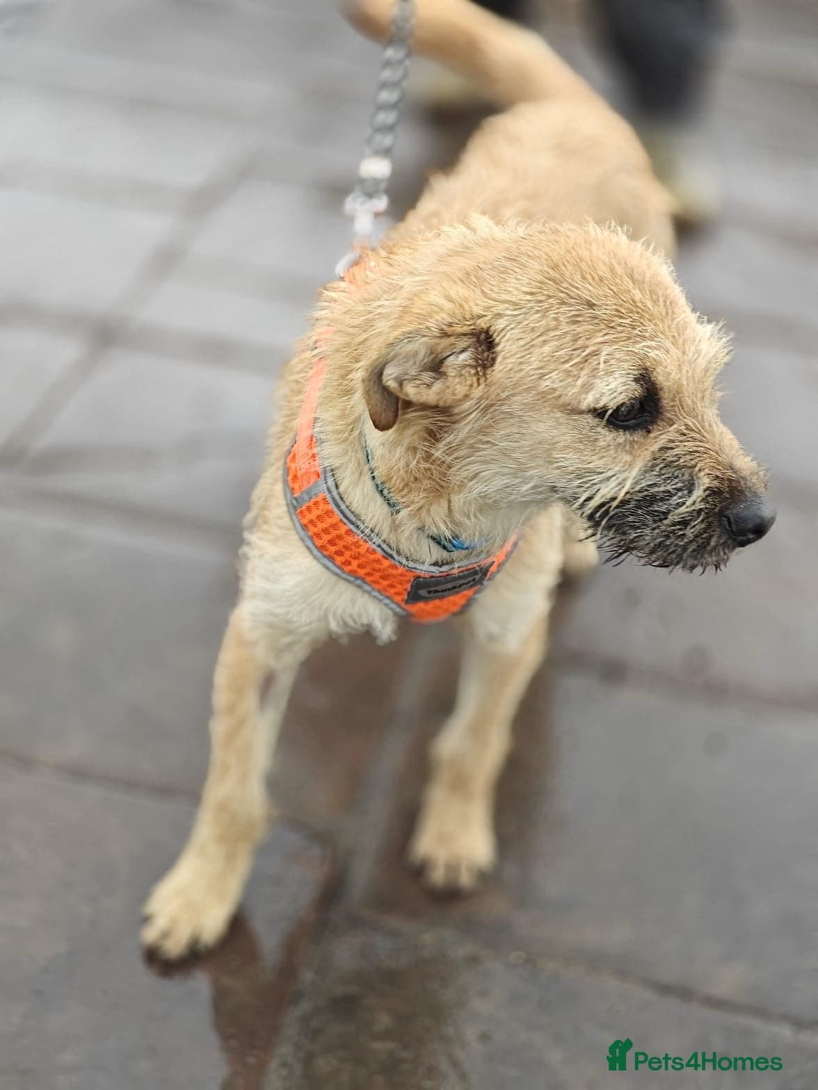 οΈπΆ bekki photo 5