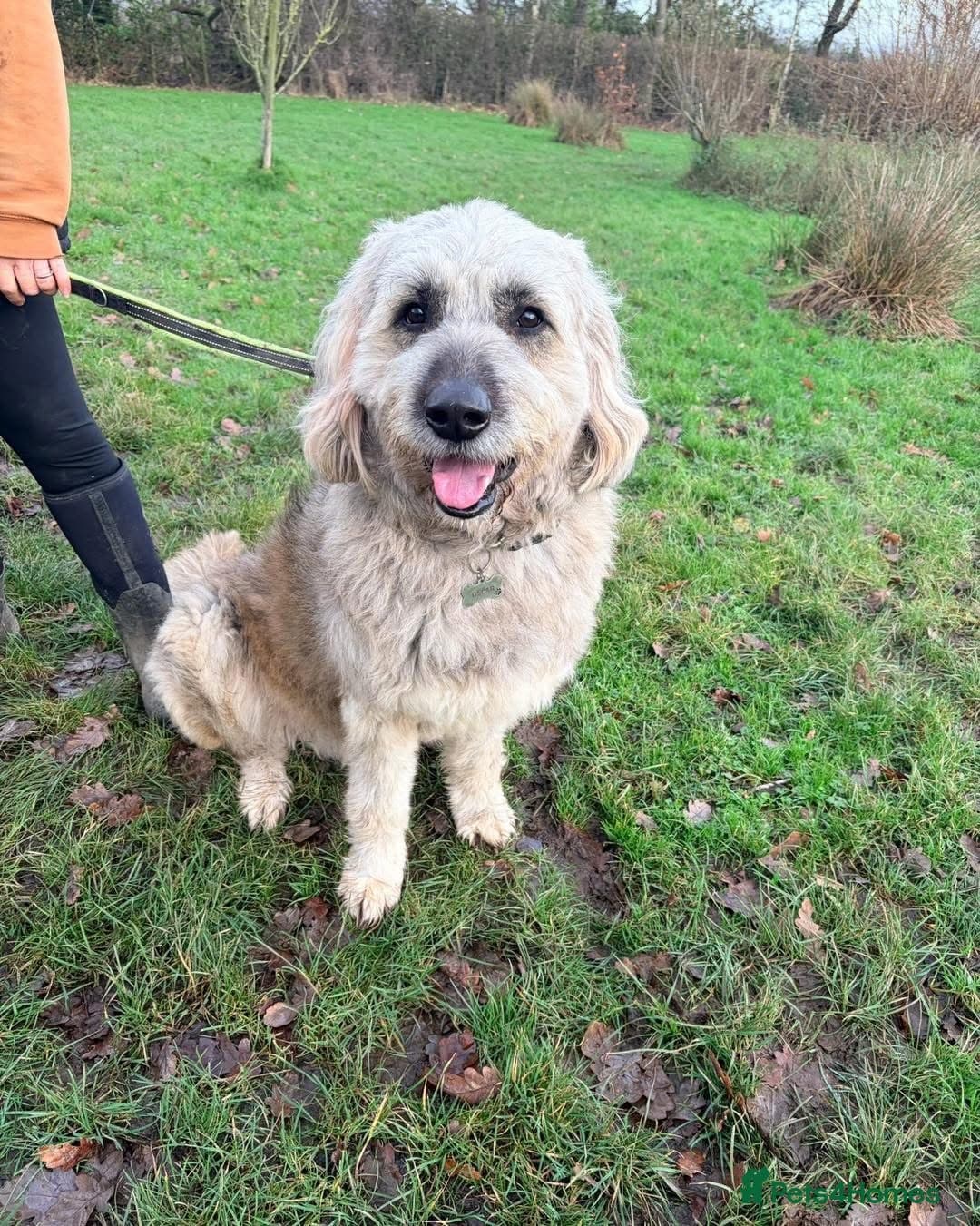 Oscar - our bear boyπ β Mixed Breed