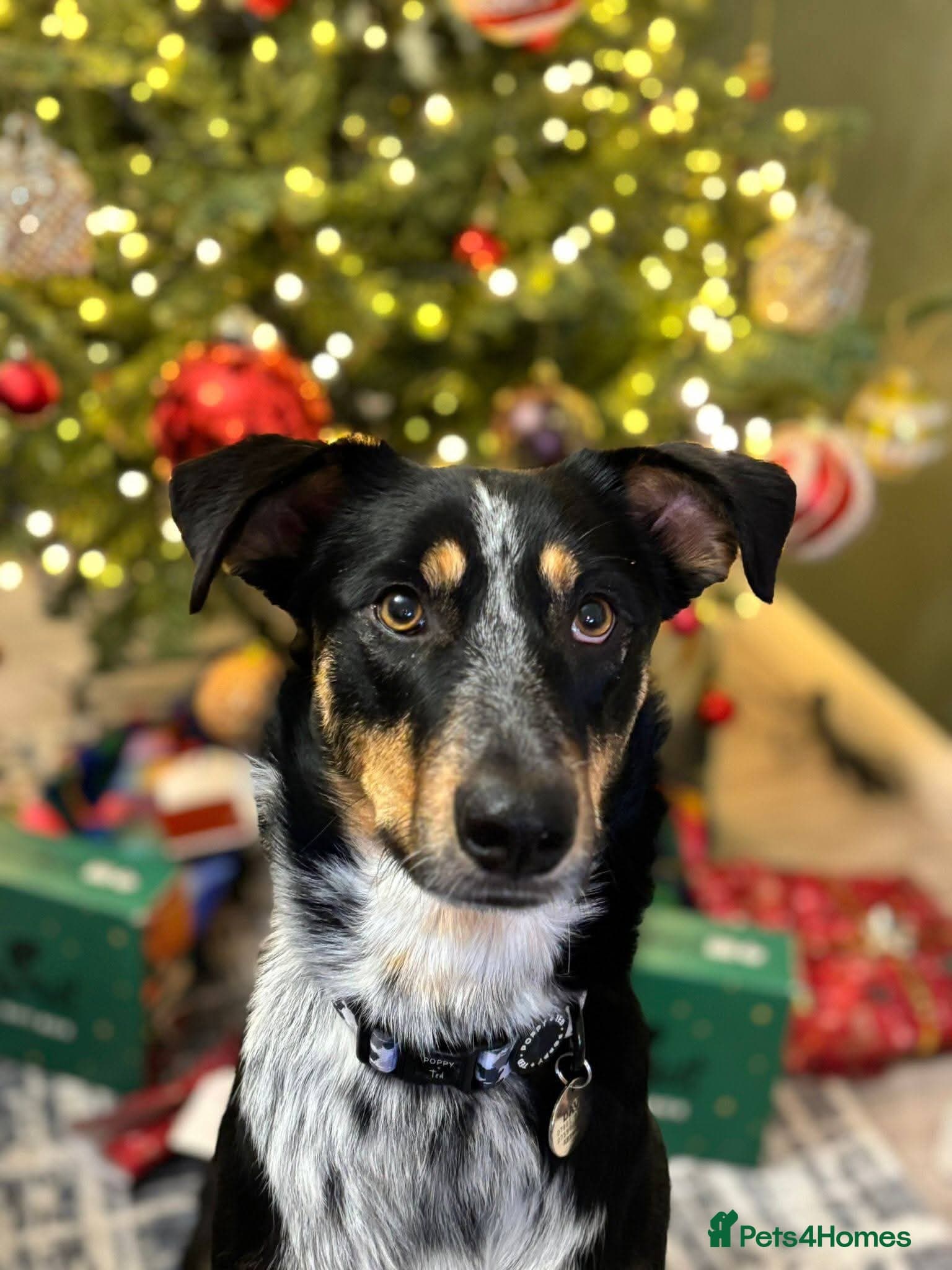 Meet Dave, currently residing in Aberdeen — Mixed Breed