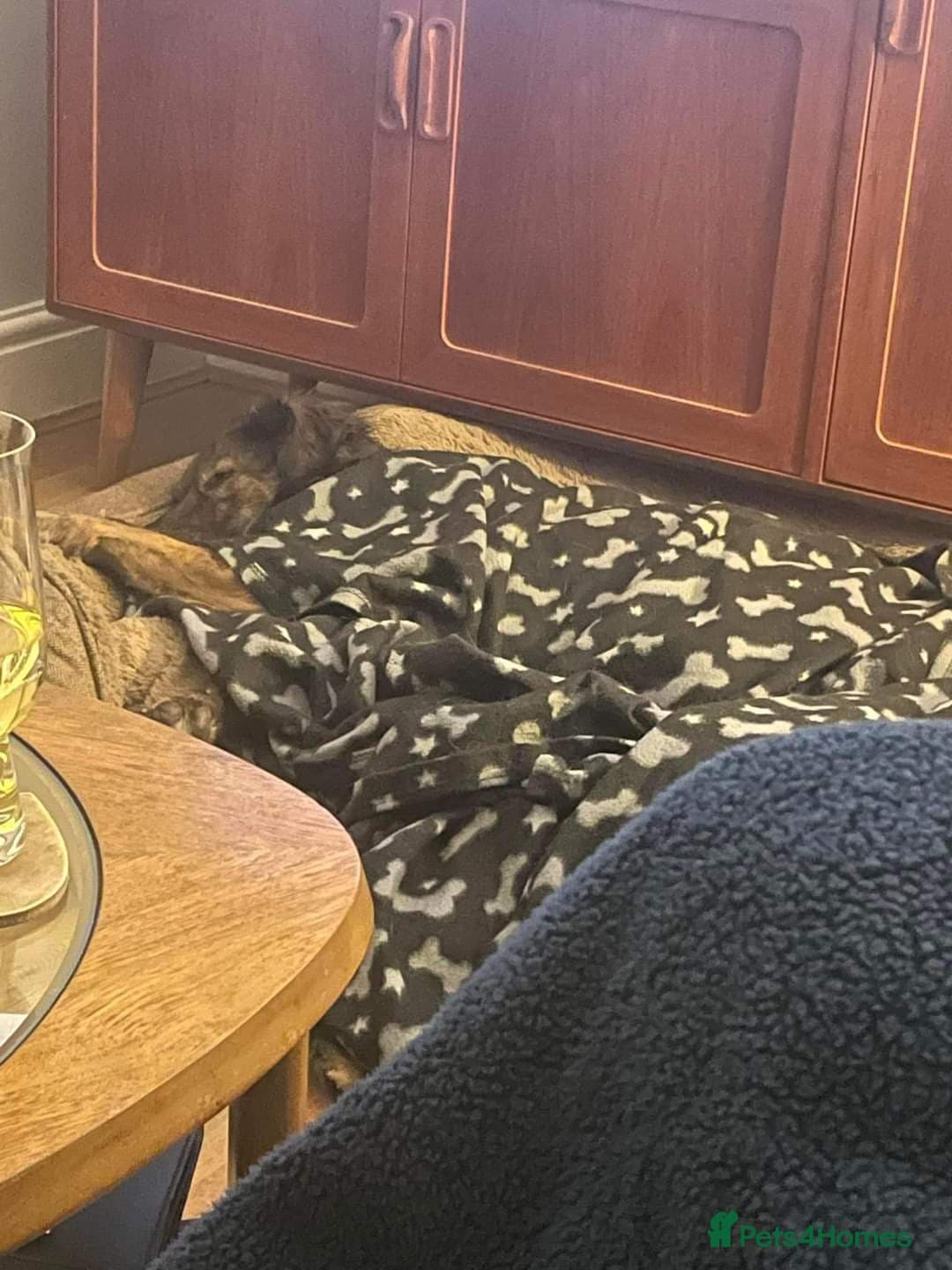 Meet Lenny, currently residing in Southsea photo 12