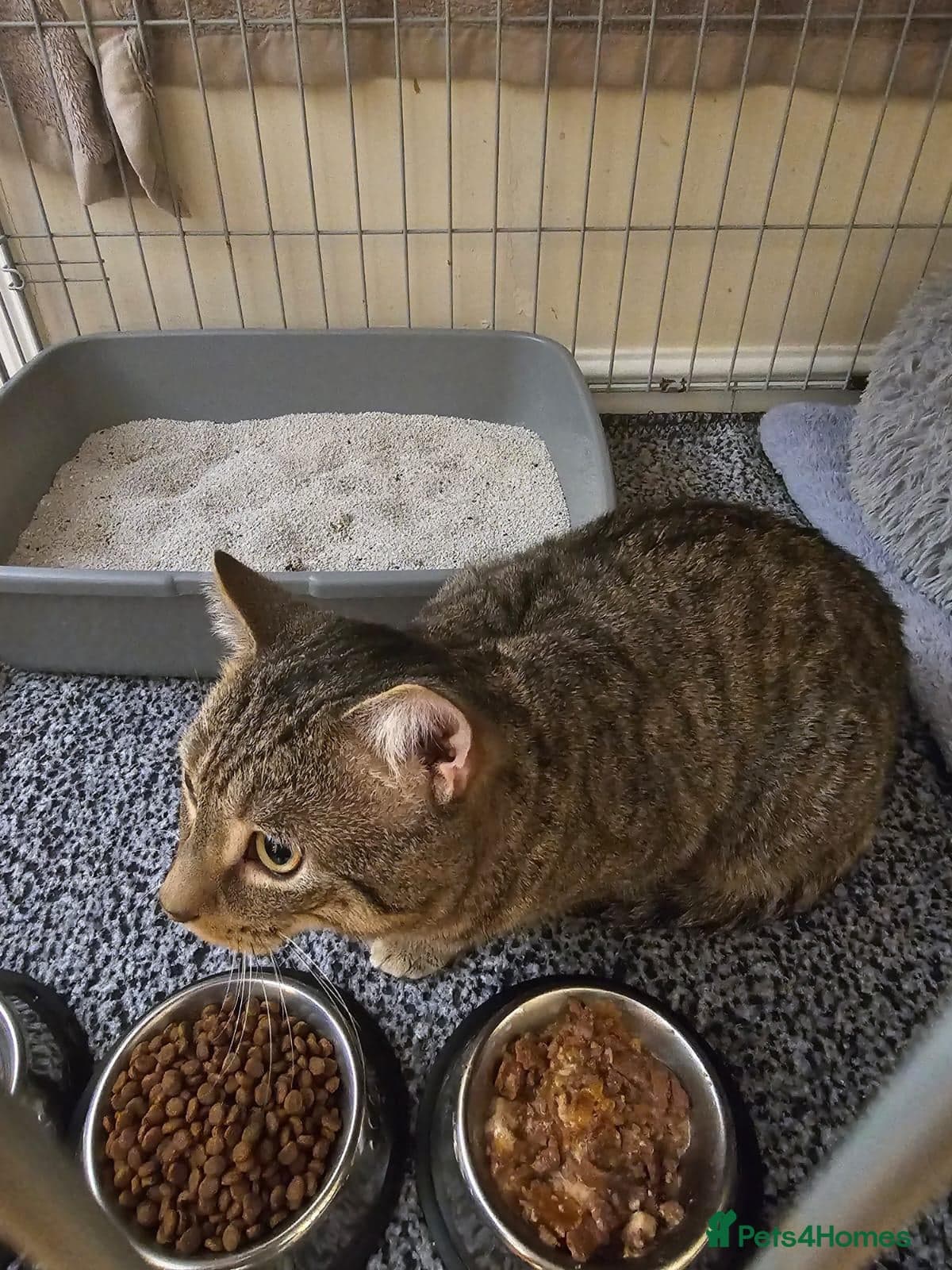 Gentle 10 month rescue MaleCat photo 17