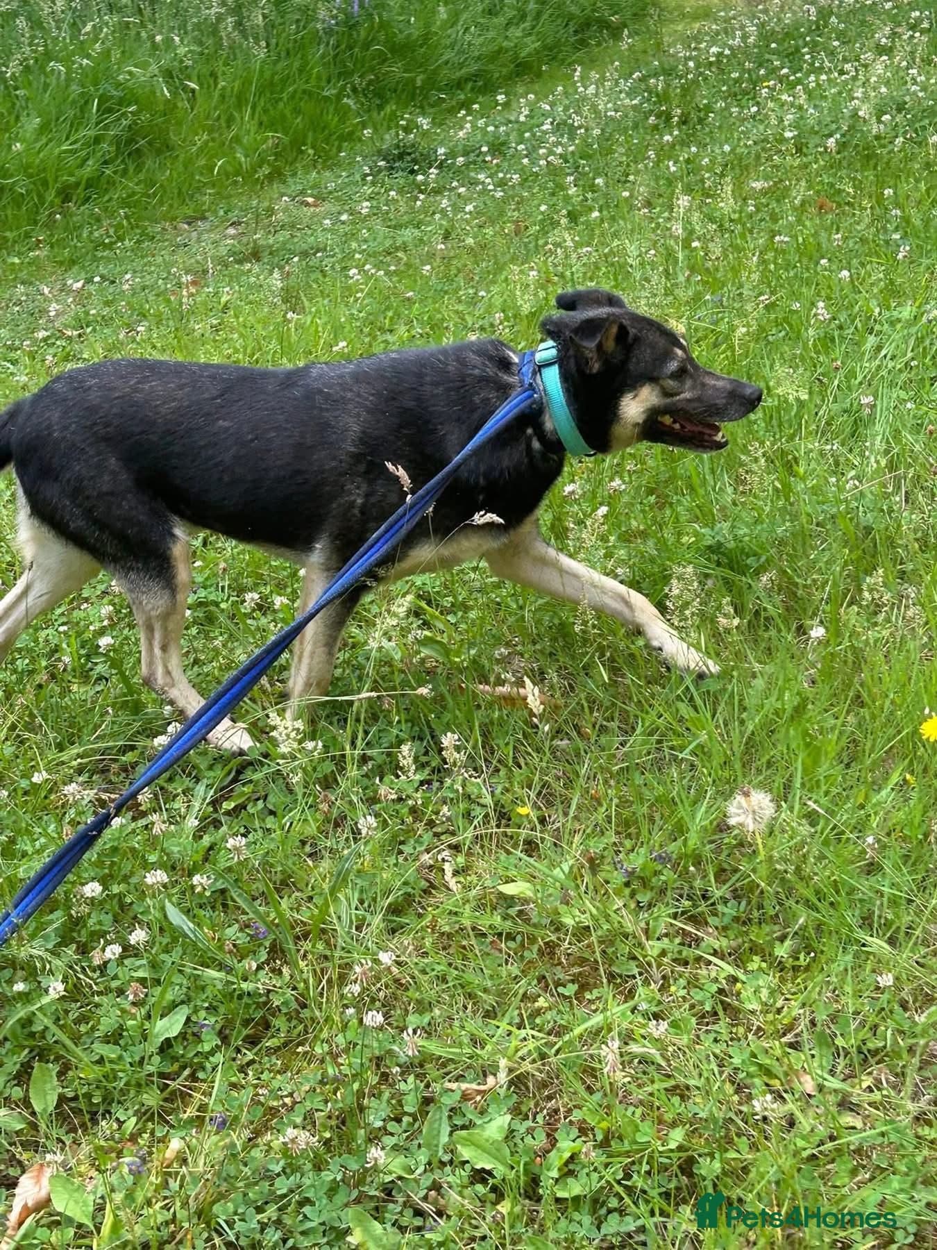 Joey - Norwich Norfolk photo 10