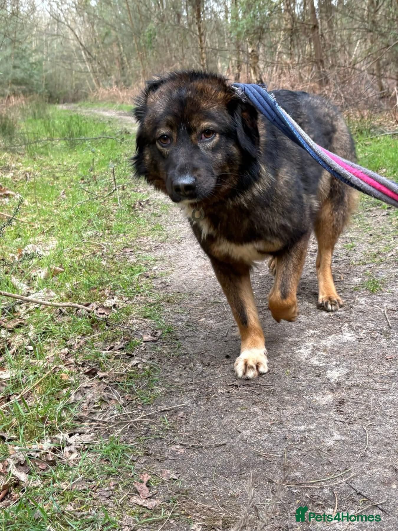 Belle - Norwich Norfolk photo 16