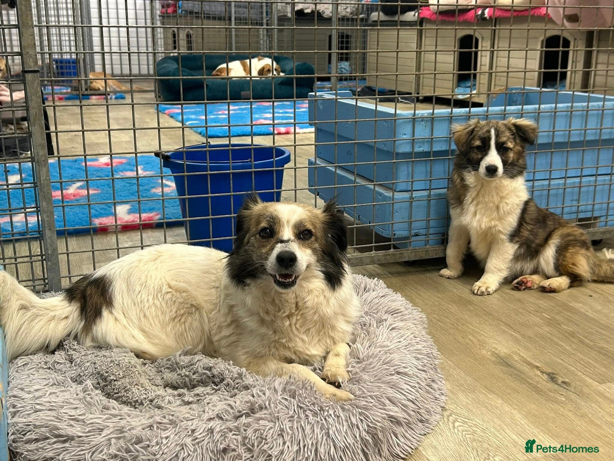 Sweetie Pie - In Ayr photo 10