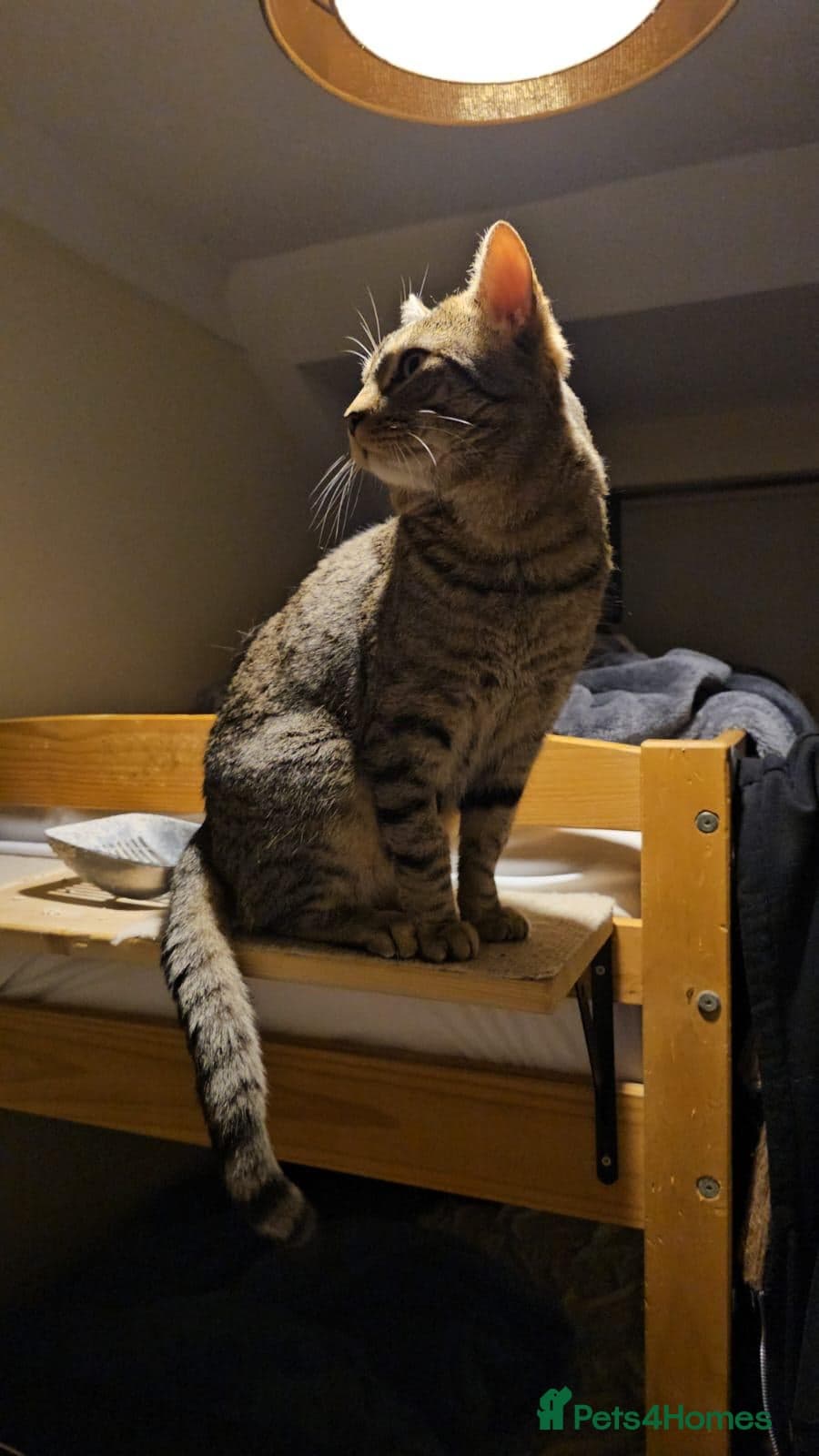 Gentle 10 month rescue MaleCat photo 19