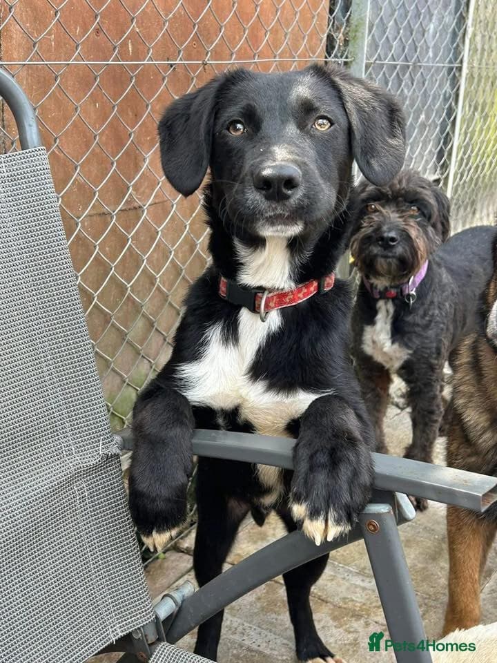 Barney - Norwich norfolk photo 33