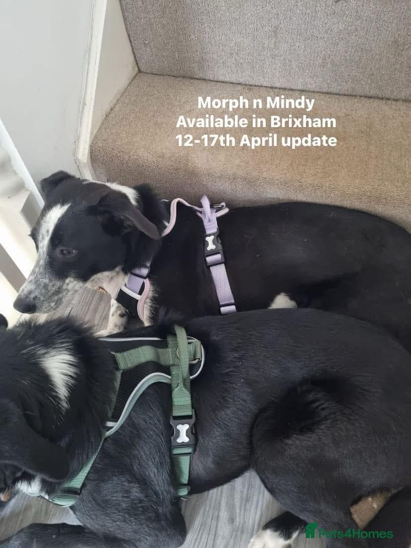 Pretty Mindy. Reserved STC. photo 21