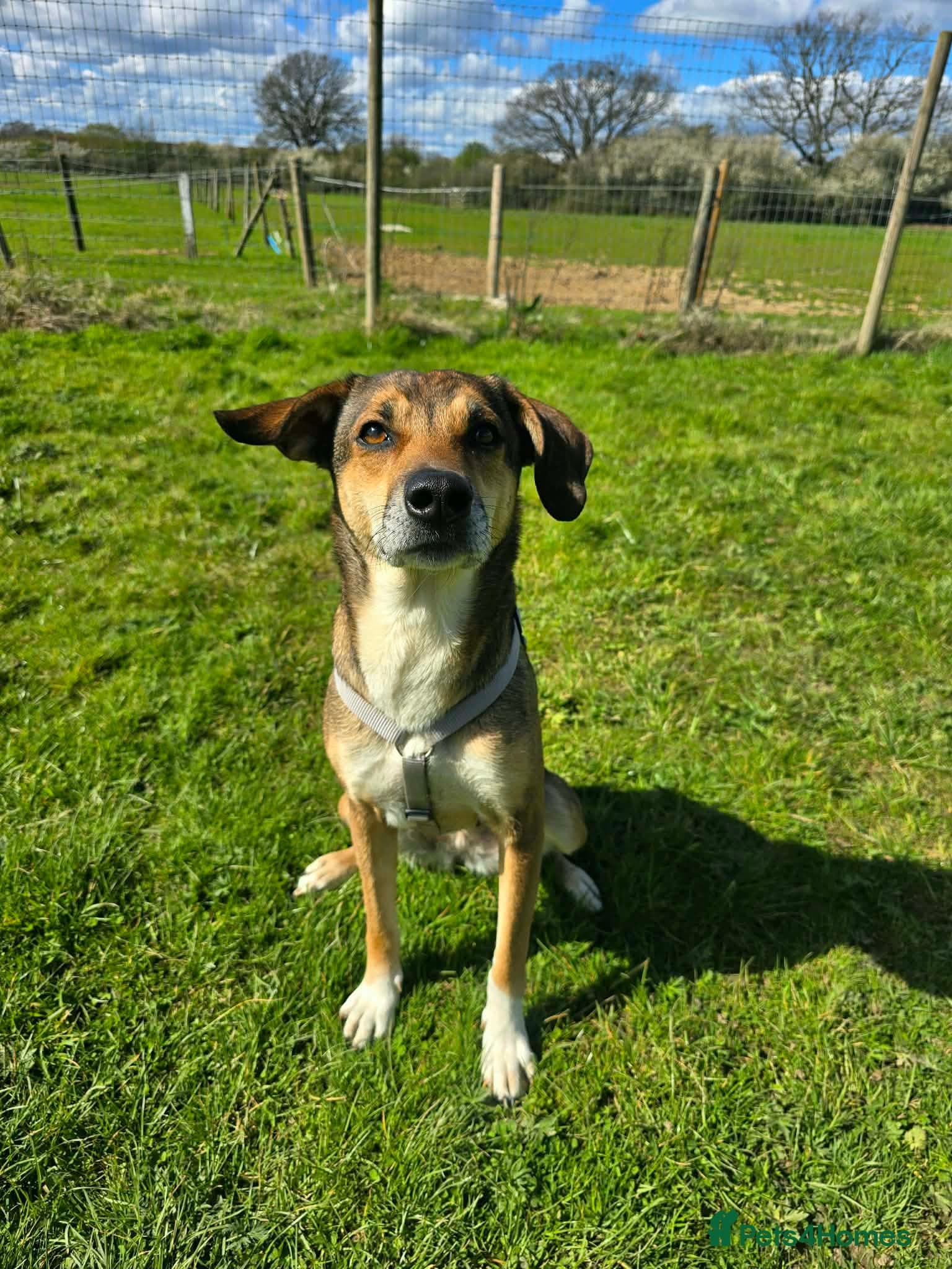 Little Nellie photo 8