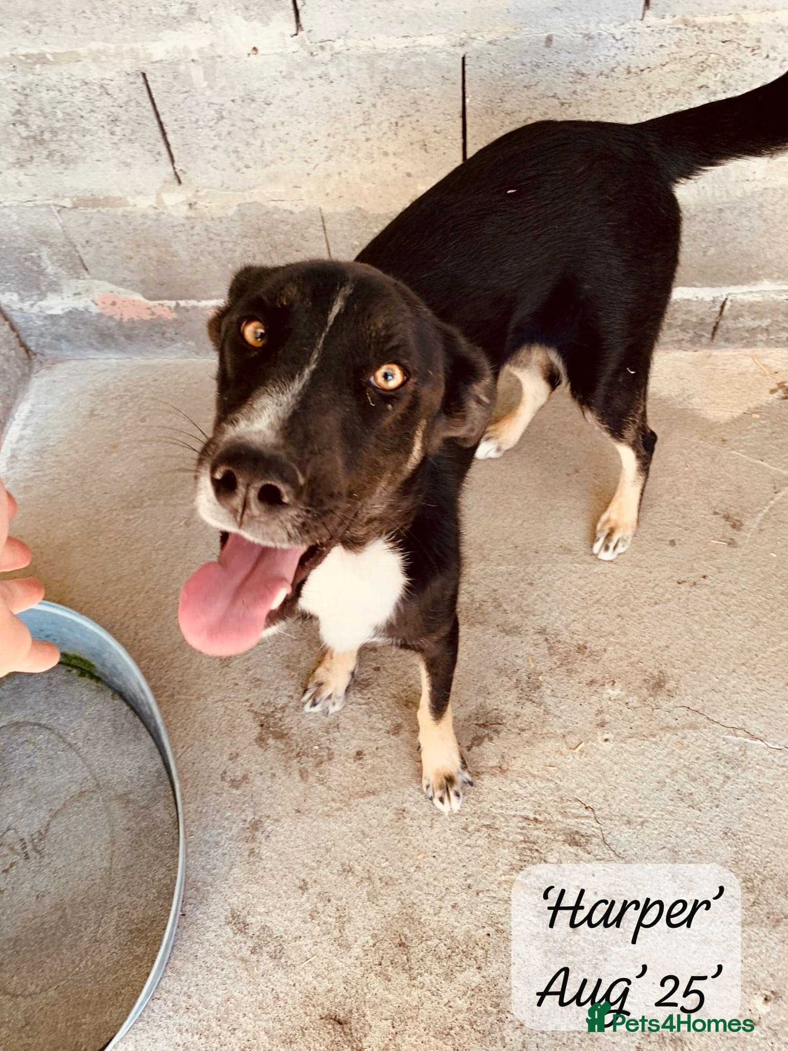 Harper, 2 yrs old approx. photo 29