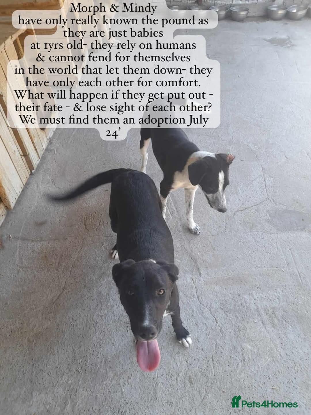 Pretty Mindy. Reserved STC. photo 20