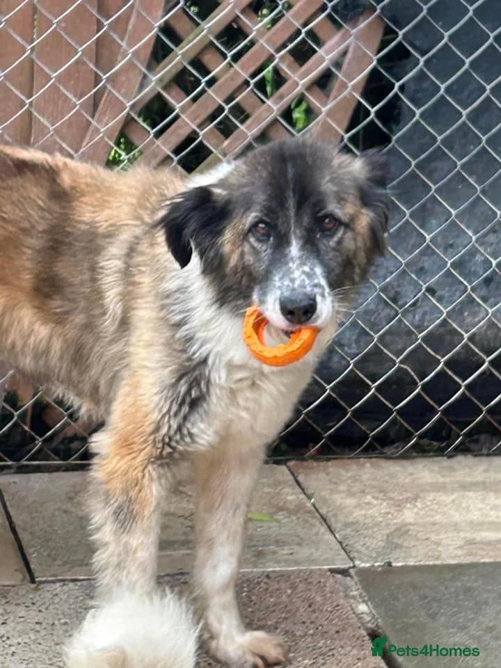 Hilda - Norwich Norfolk photo 14