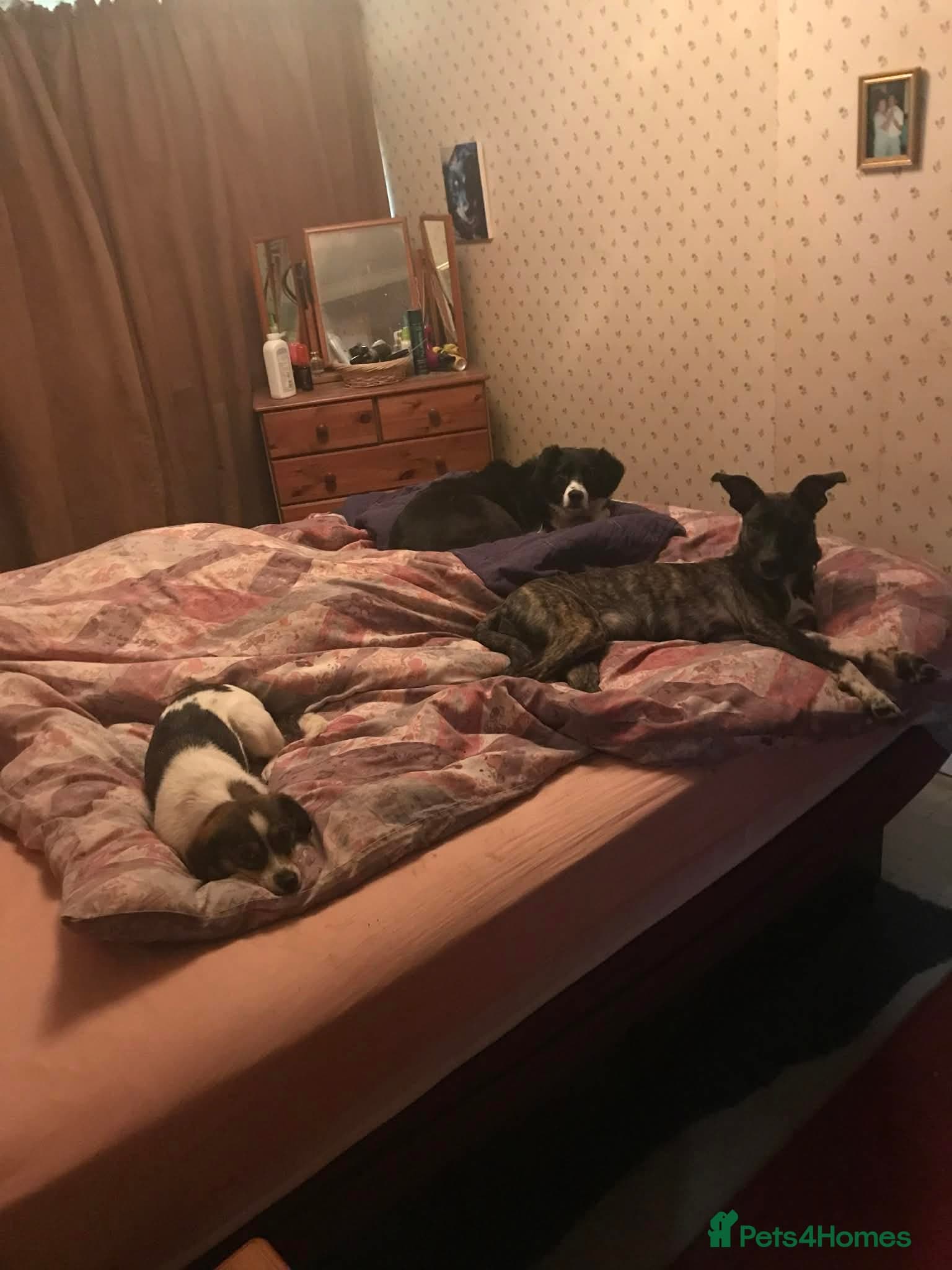 Trusty Tonks photo 2