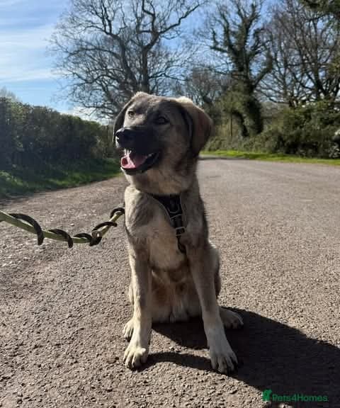 Meet Mars, currently residing in Cheshire photo 3