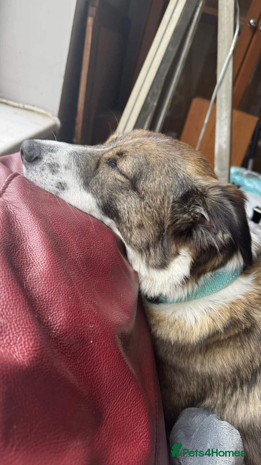 Meet Bella, currently residing in Merseyside photo 17