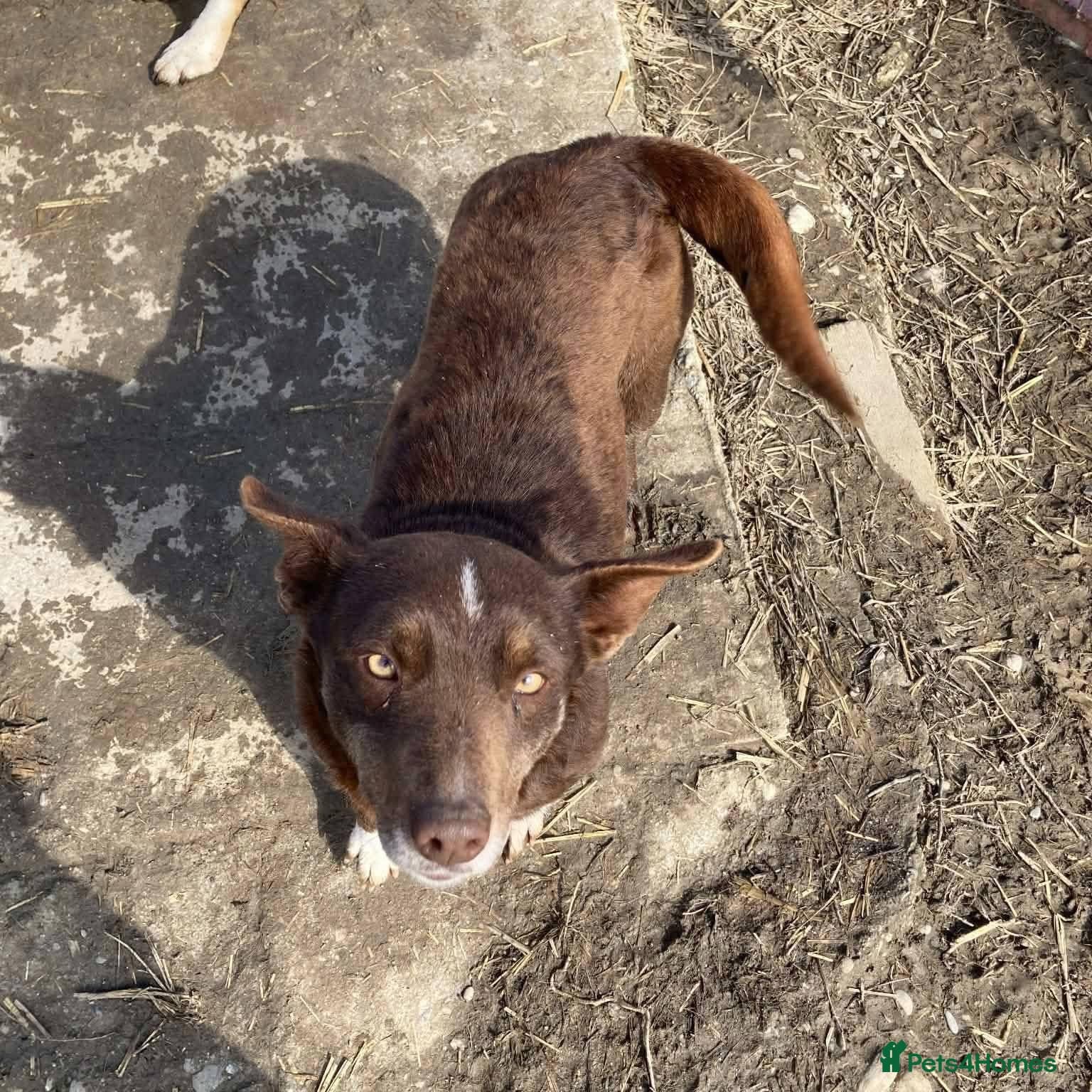 India - Norwich Norfolk photo 3