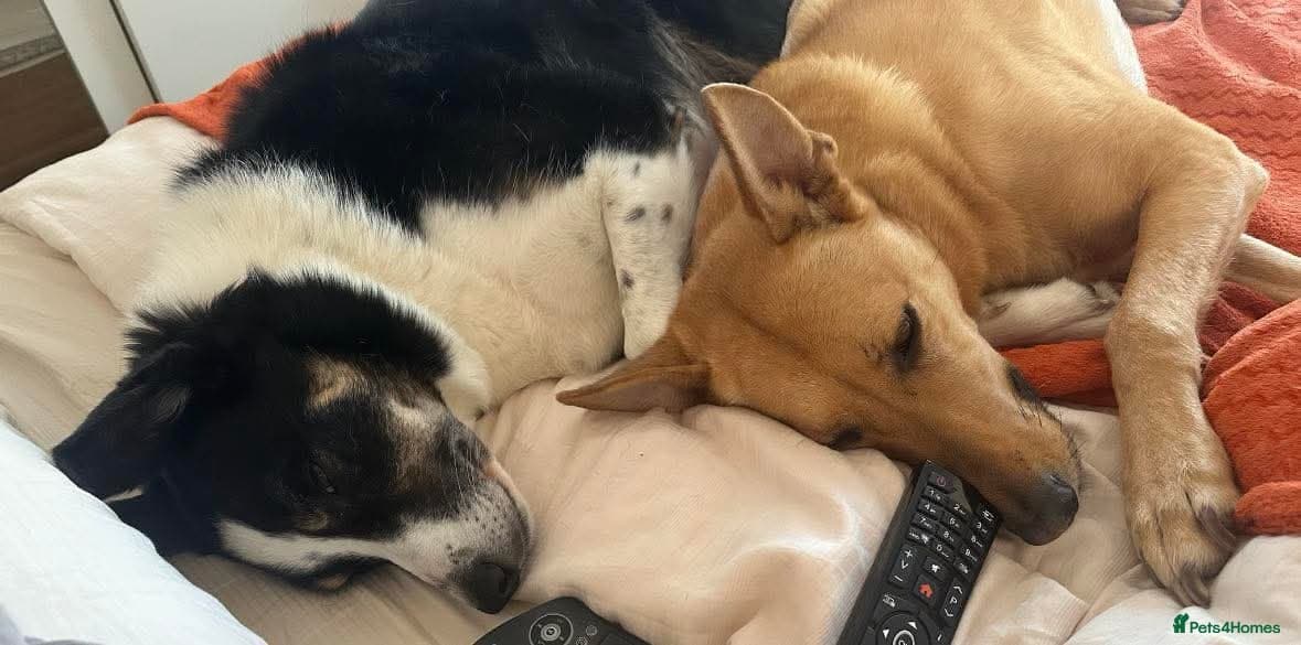 Ella stunning lady photo 5