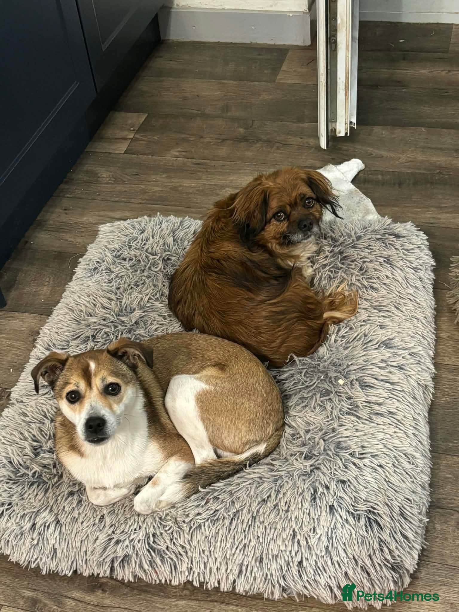 Pica — Mixed Breed