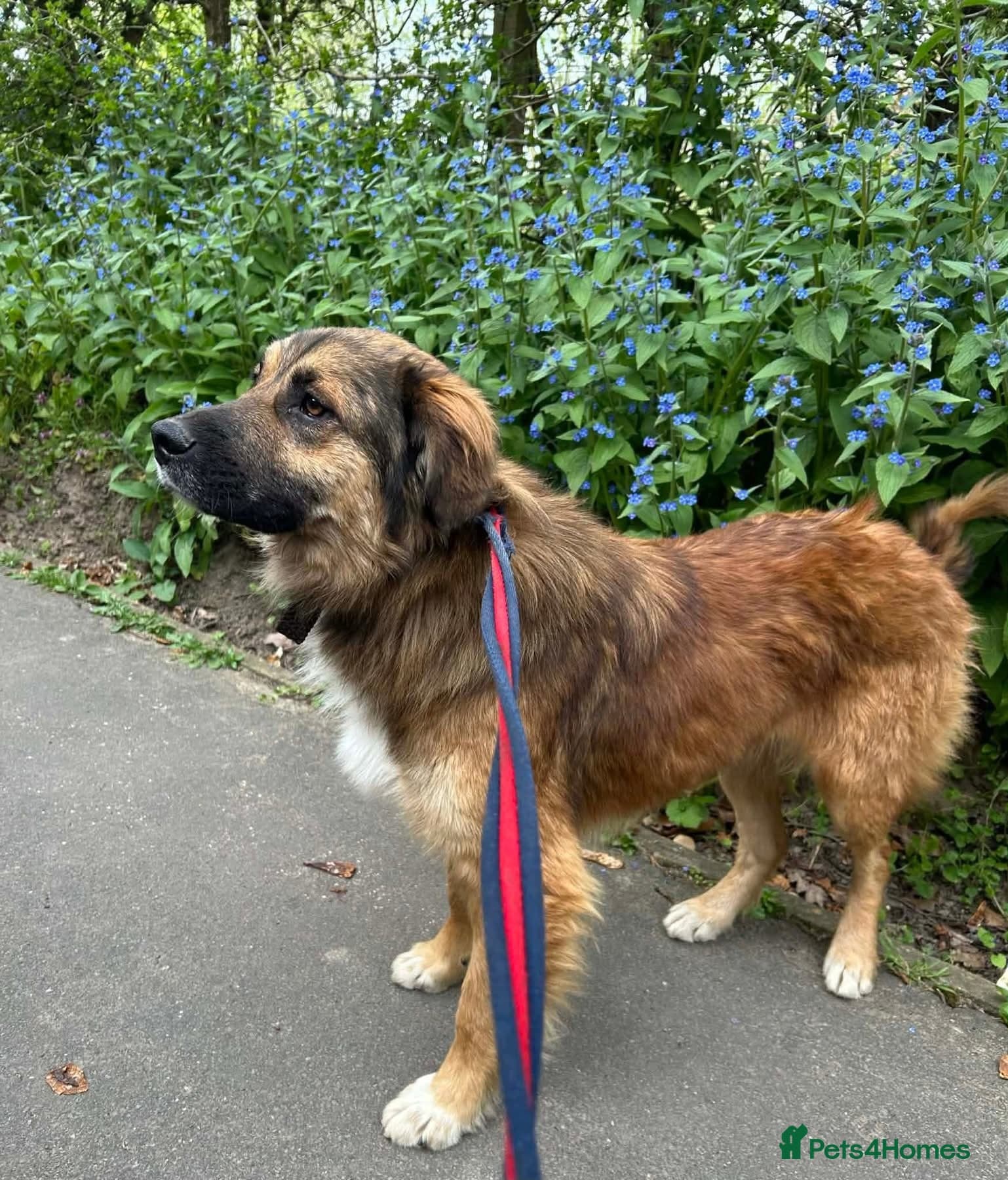 Alfie - Norwich Norfolk photo 2