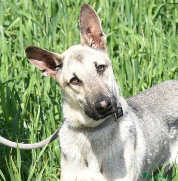 Sweet boy Timo — Mixed Breed