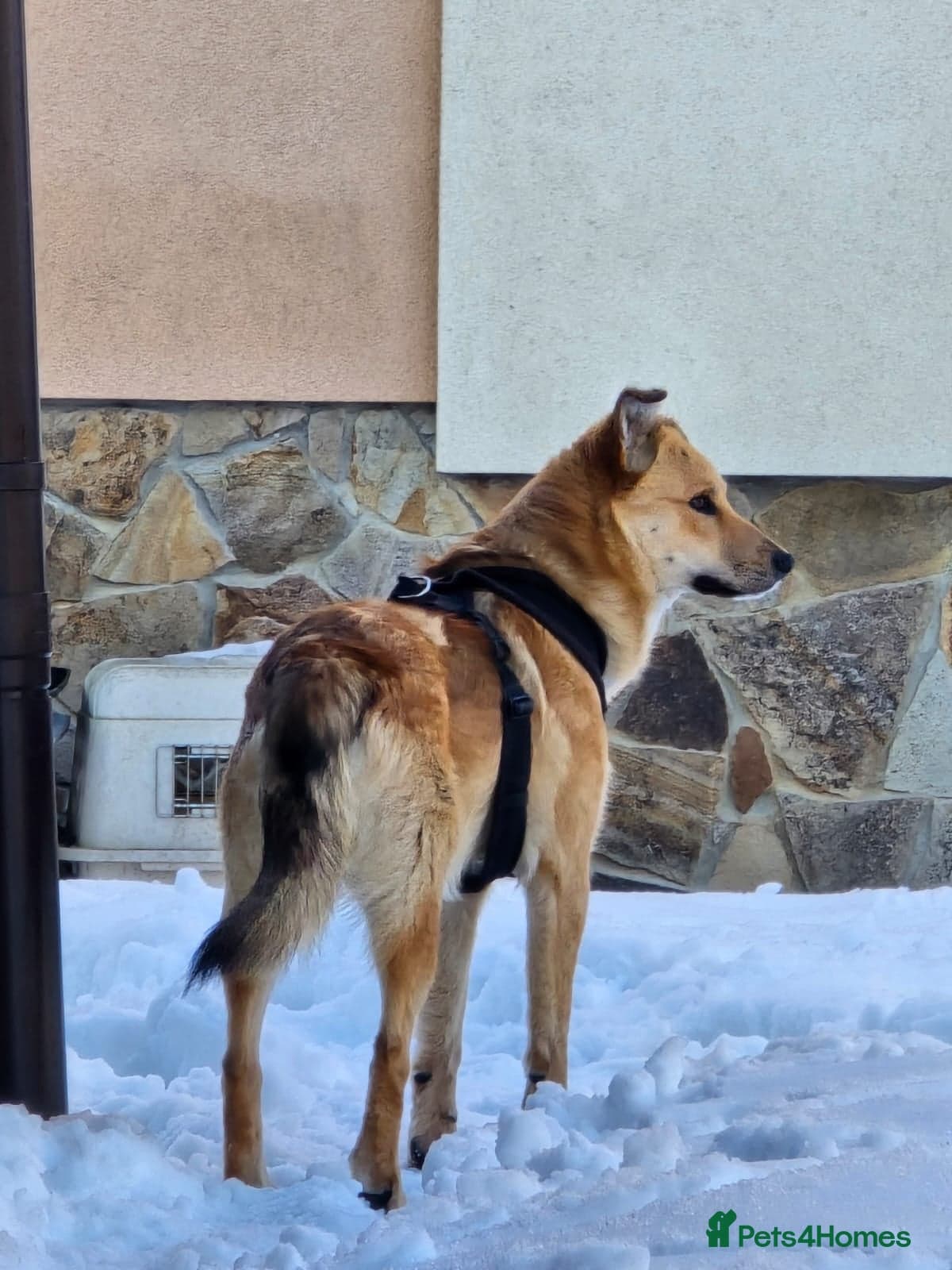 Cactus (yanik) photo 7