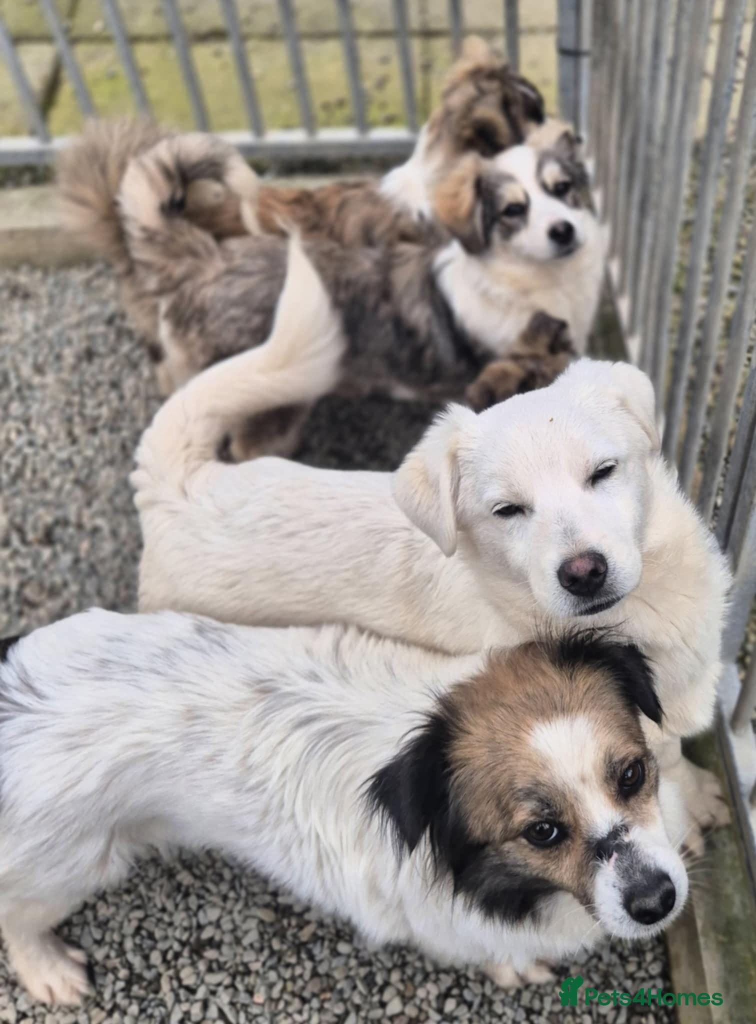 Sweetie Pie - In Ayr — Mixed Breed