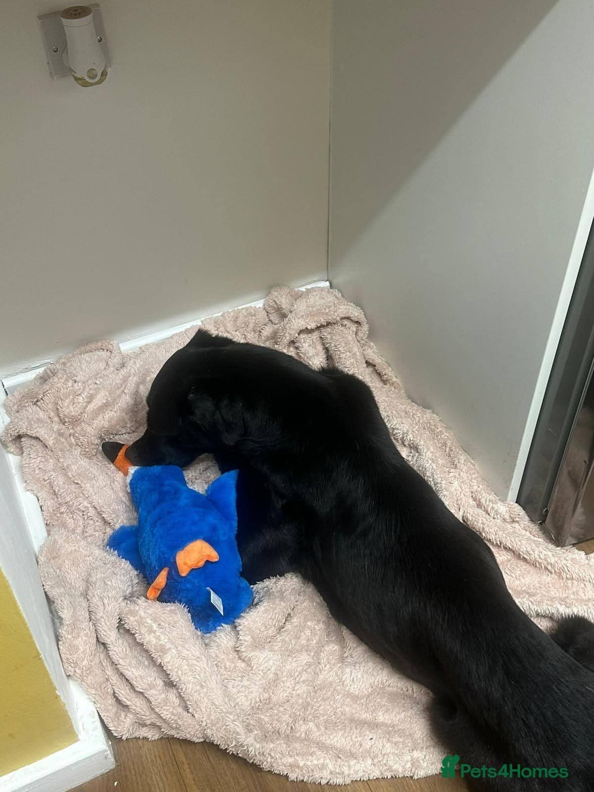 Meet Cosmo, currently residing in Yorkshire photo 10