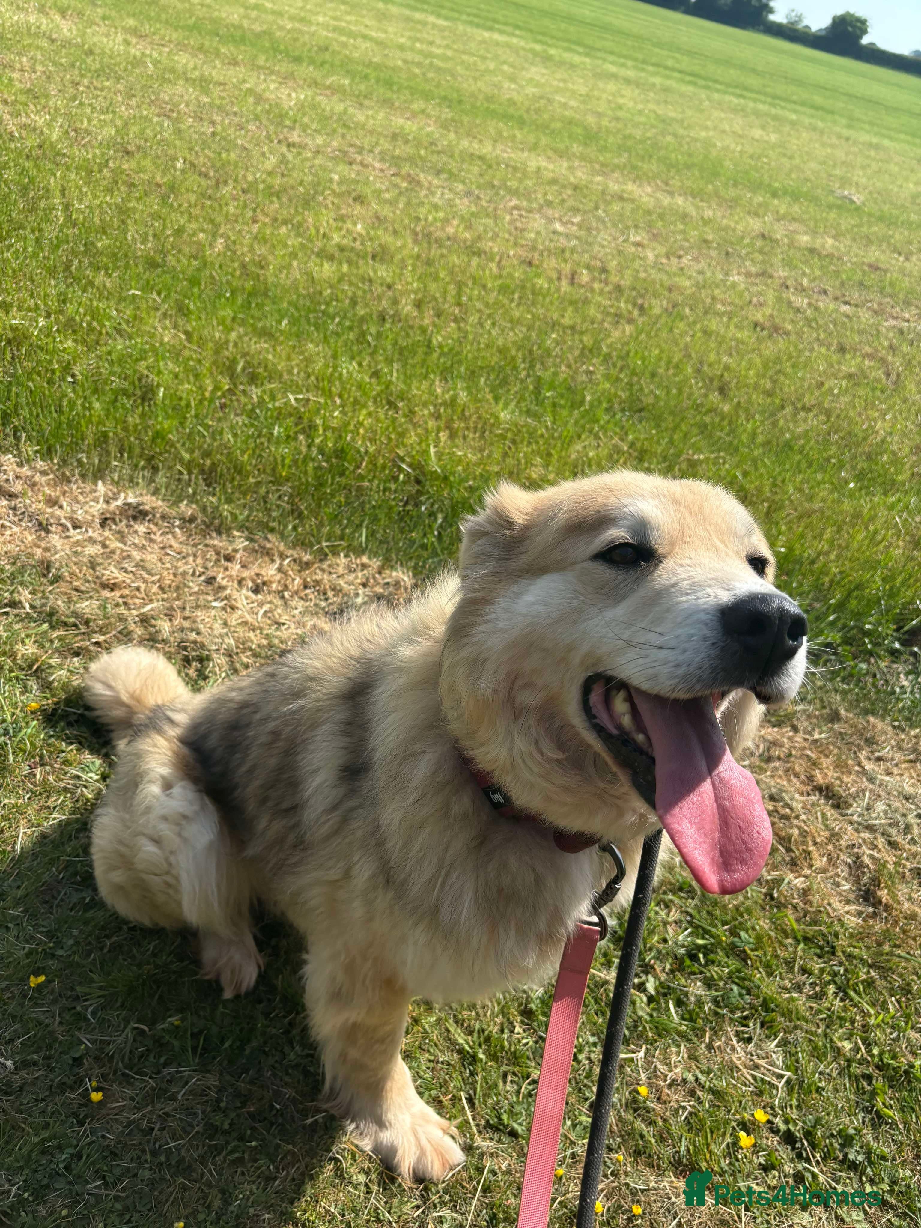 Meet Paddy, currently residing in Cheshire photo 22